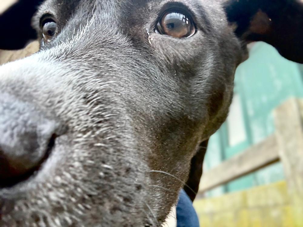 Enlarge Cassian, a Adoptable mixed breed in Wolcott, CT image 5/6