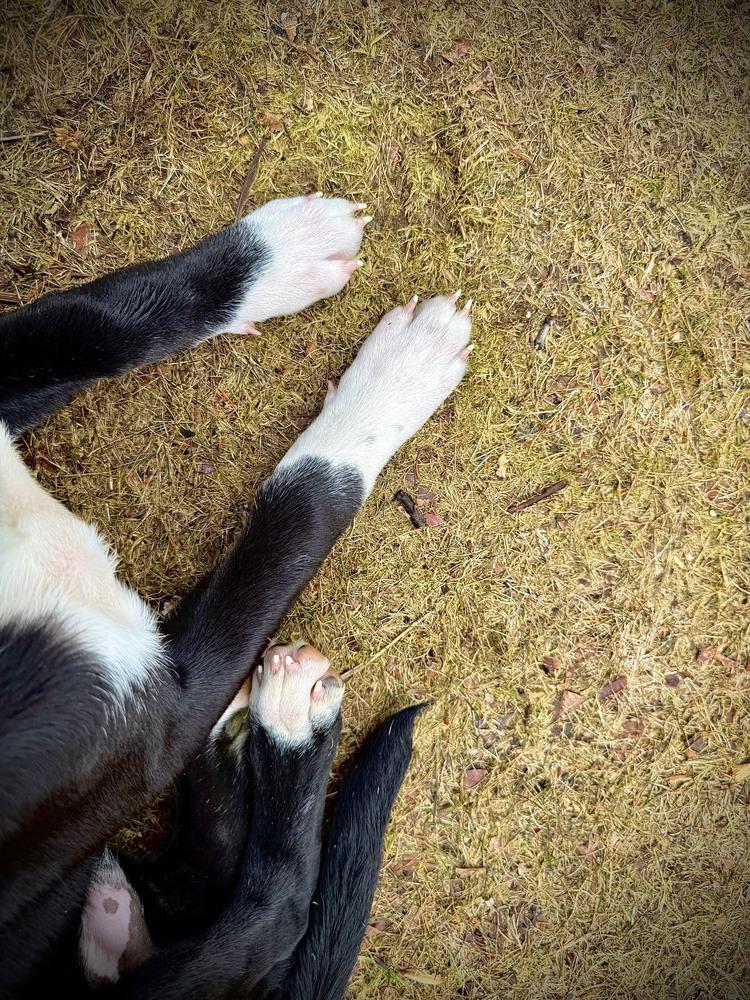 Enlarge Cassian, a Adoptable mixed breed in Wolcott, CT image 6/6