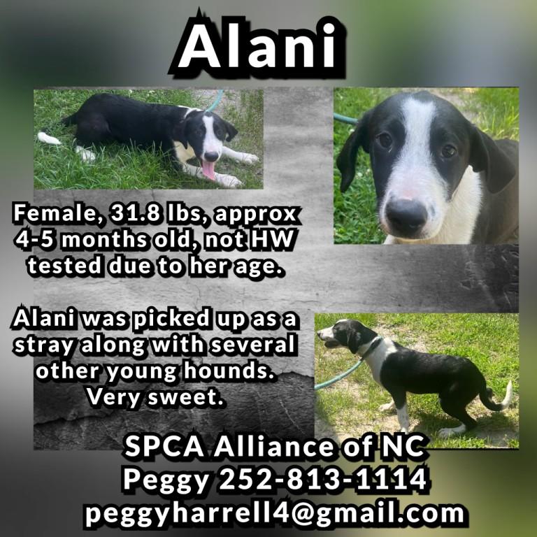 Alani, Cosmo, Keke, Suri, Zara and Zipper, 6 cute hound puppies, Baby Female American Foxhound