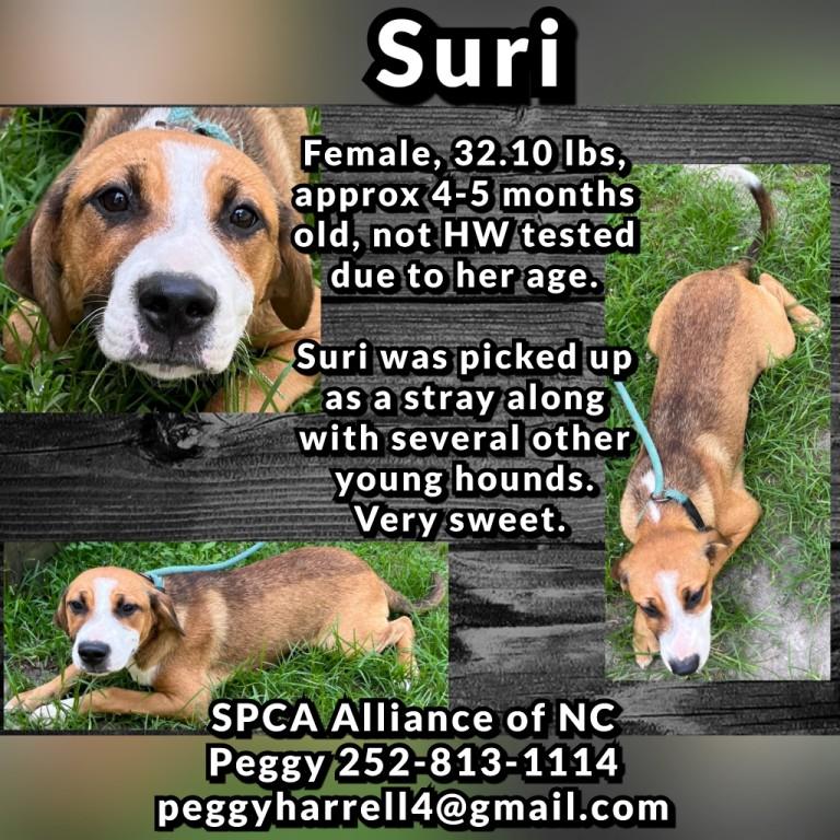 Alani, Cosmo, Keke, Suri, Zara and Zipper, 6 cute hound puppies photo 3