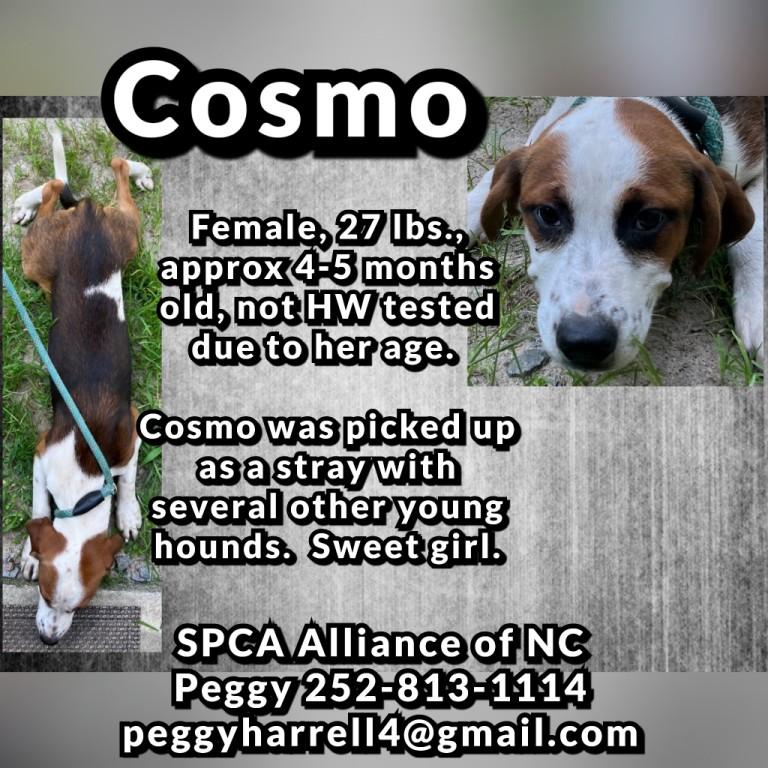 Alani, Cosmo, Keke, Suri, Zara and Zipper, 6 cute hound puppies photo 2