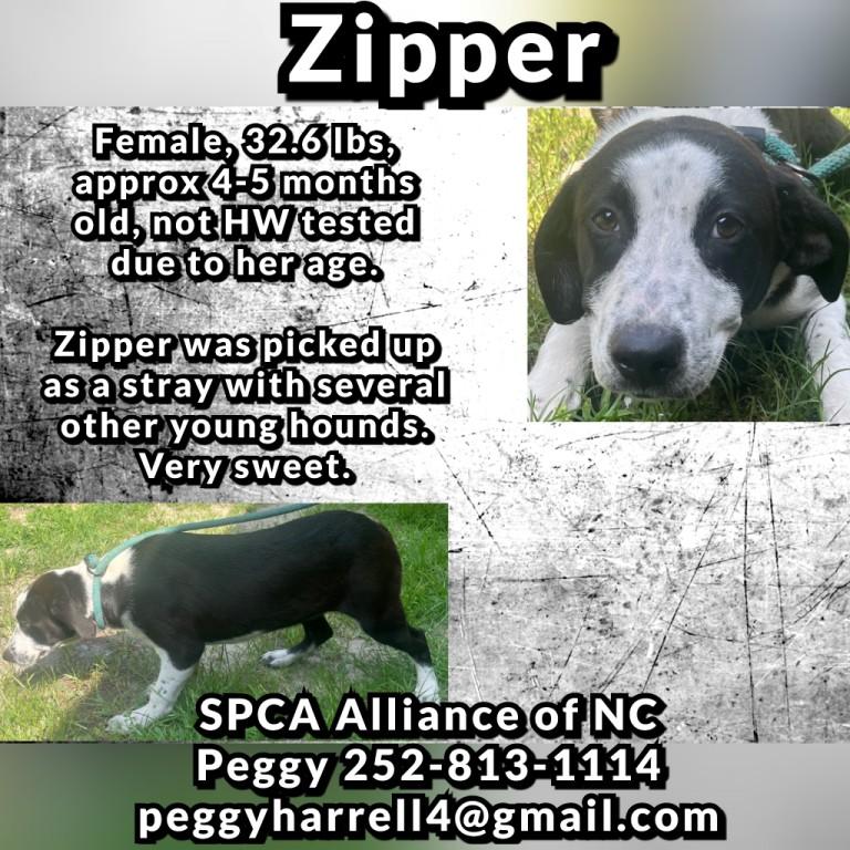 Alani, Cosmo, Keke, Suri, Zara and Zipper, 6 cute hound puppies photo 6