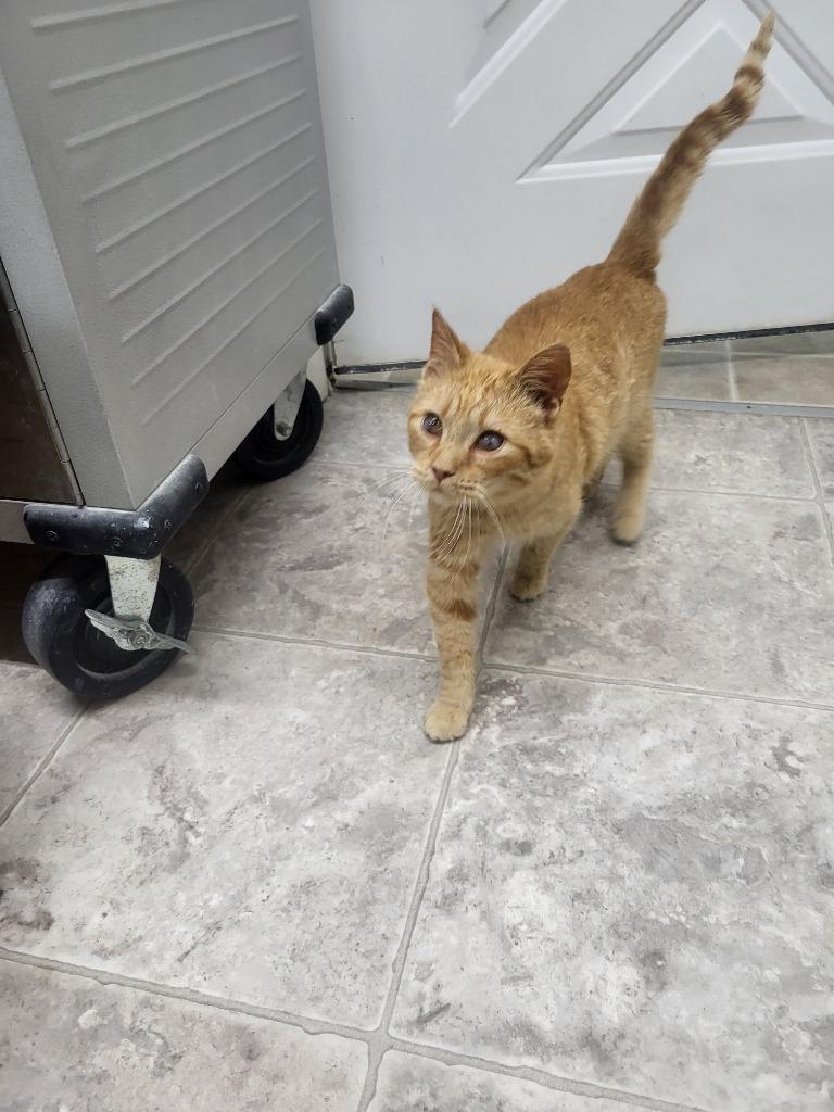 Angus, Adoptable, Kitten Male Domestic Short Hair.