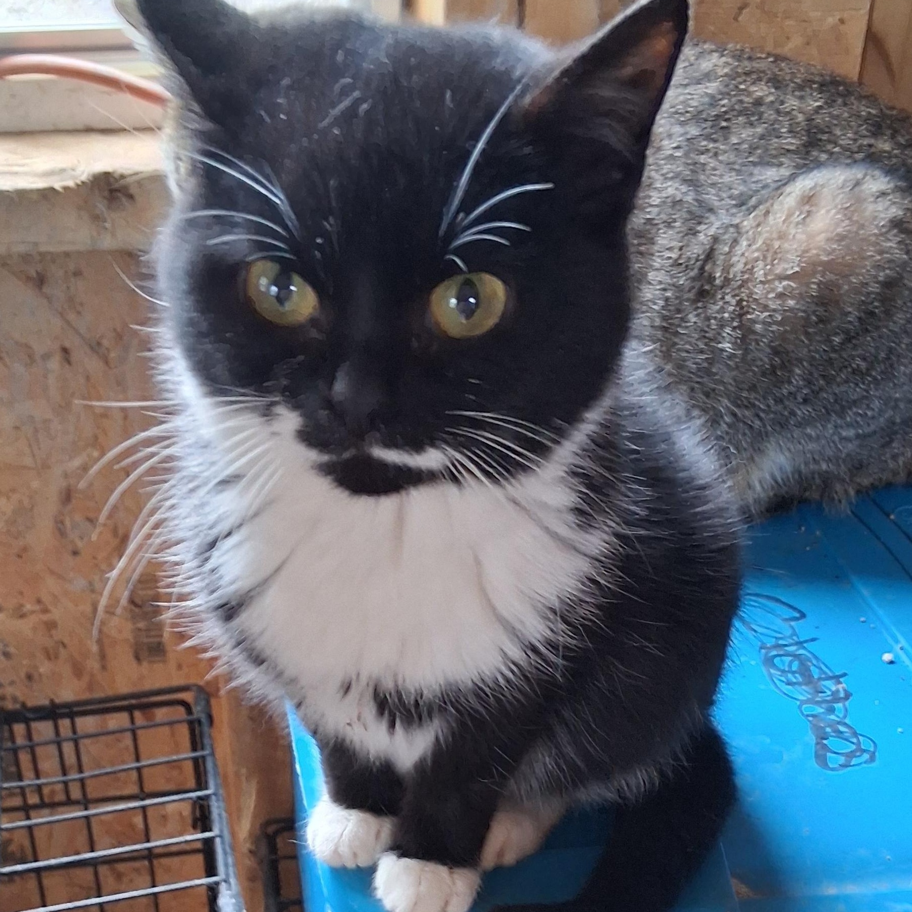 Enlarge Tiny, a ADOPTABLE Tuxedo in Inez, KY image 1/2