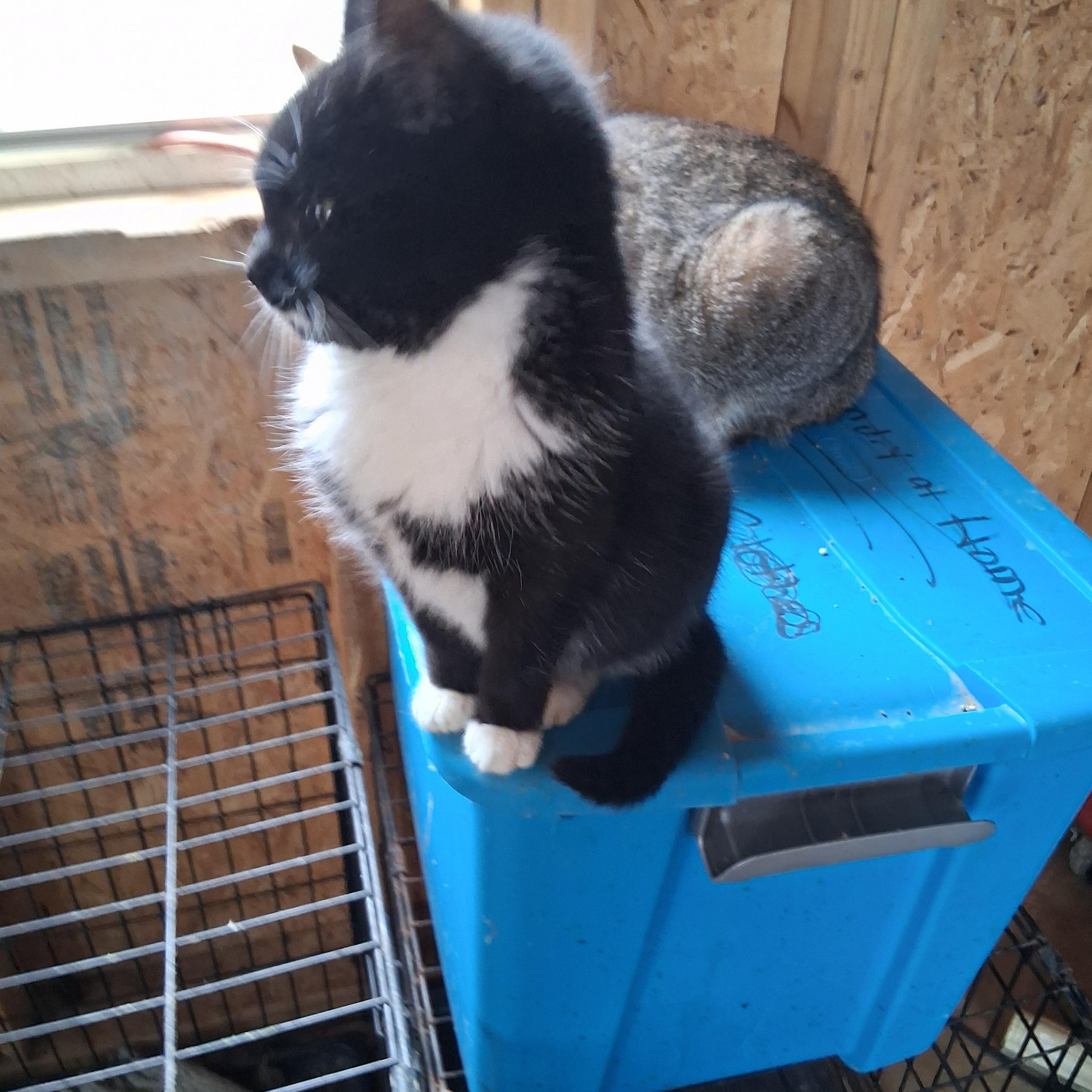 Enlarge Tiny, a ADOPTABLE Tuxedo in Inez, KY image 2/2