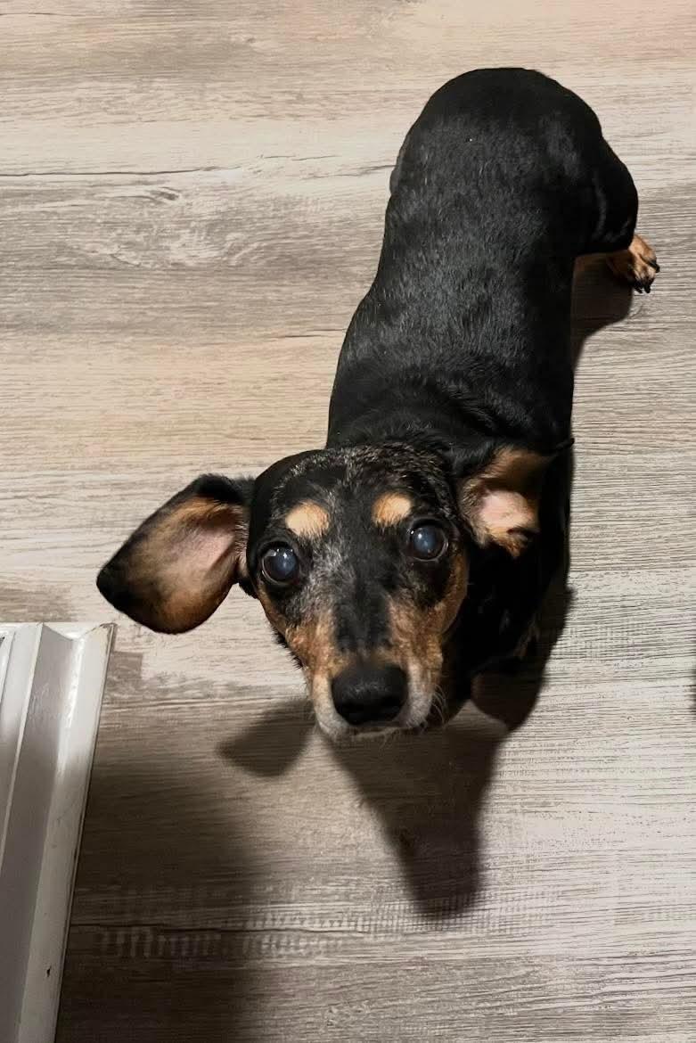 Enlarge Penny, a ADOPTABLE Dachshund in Fort Walton Beach, FL image 2/4