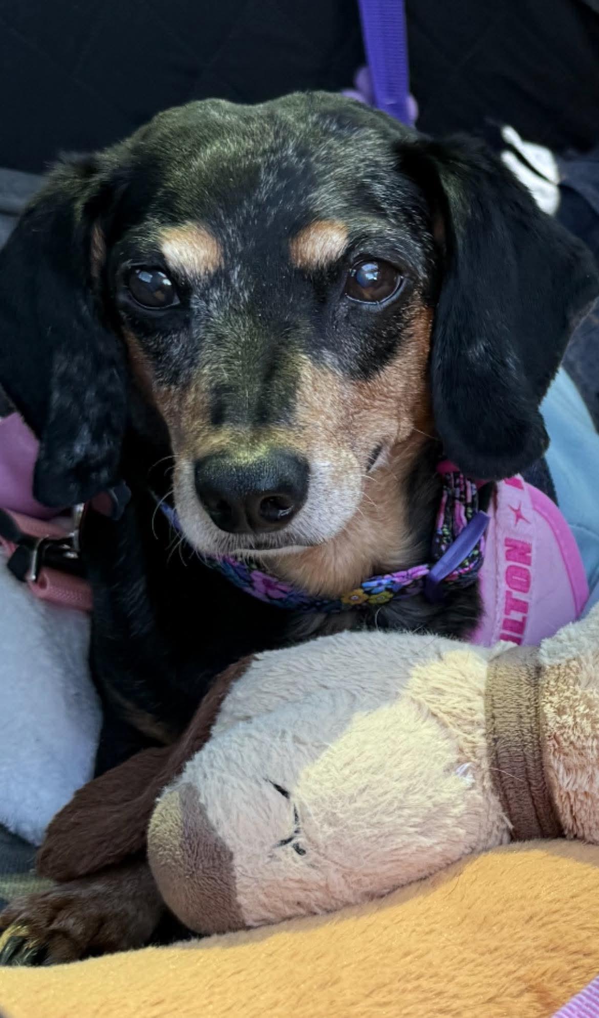 Enlarge Penny, a ADOPTABLE Dachshund in Fort Walton Beach, FL image 4/4