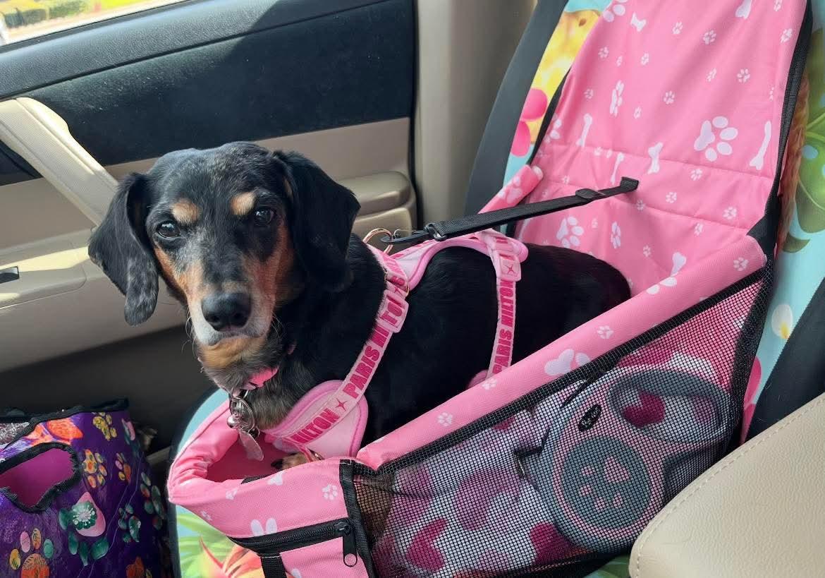 Enlarge Penny, a ADOPTABLE Dachshund in Fort Walton Beach, FL image 1/4