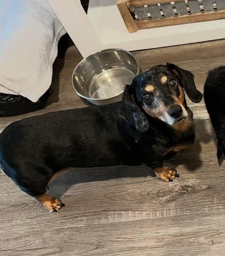 Enlarge Penny, a ADOPTABLE Dachshund in Fort Walton Beach, FL image 3/4