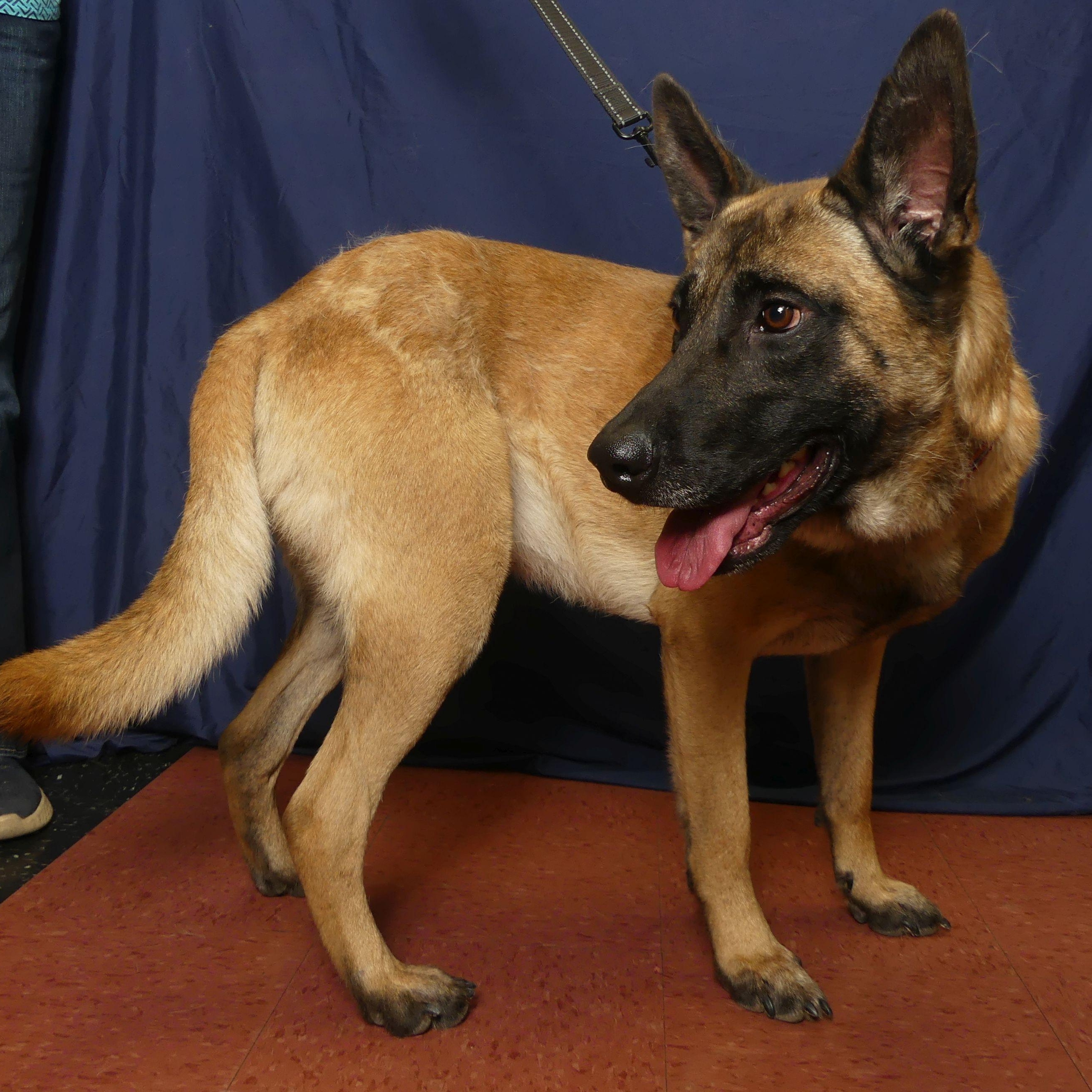 Enlarge RIVER, a Adoptable mixed breed in Ukiah, CA image 1/5