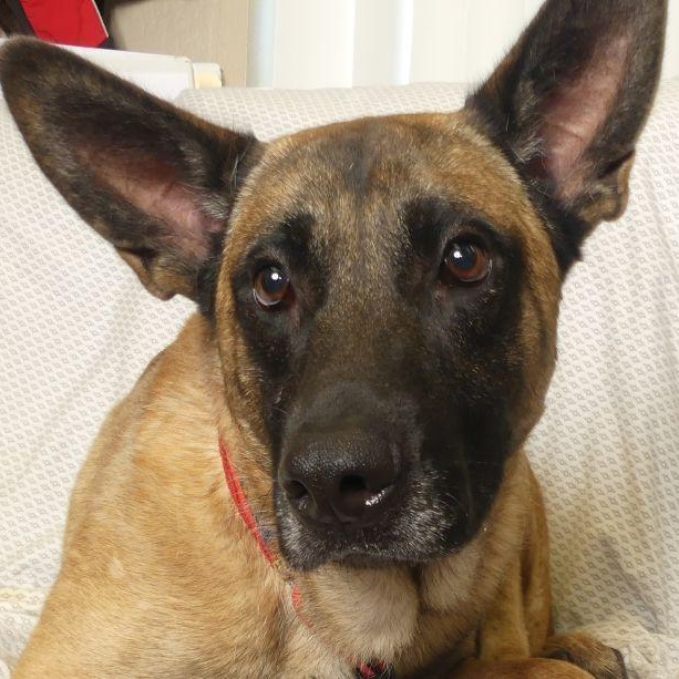 Enlarge RIVER, a Adoptable mixed breed in Ukiah, CA image 2/5