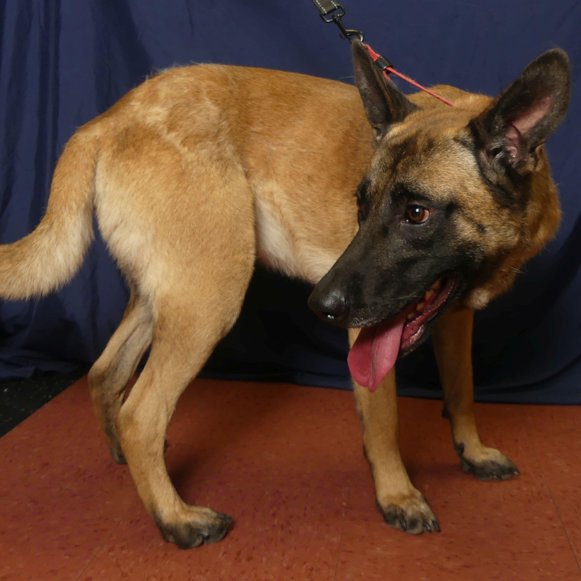 Enlarge RIVER, a Adoptable mixed breed in Ukiah, CA image 3/5