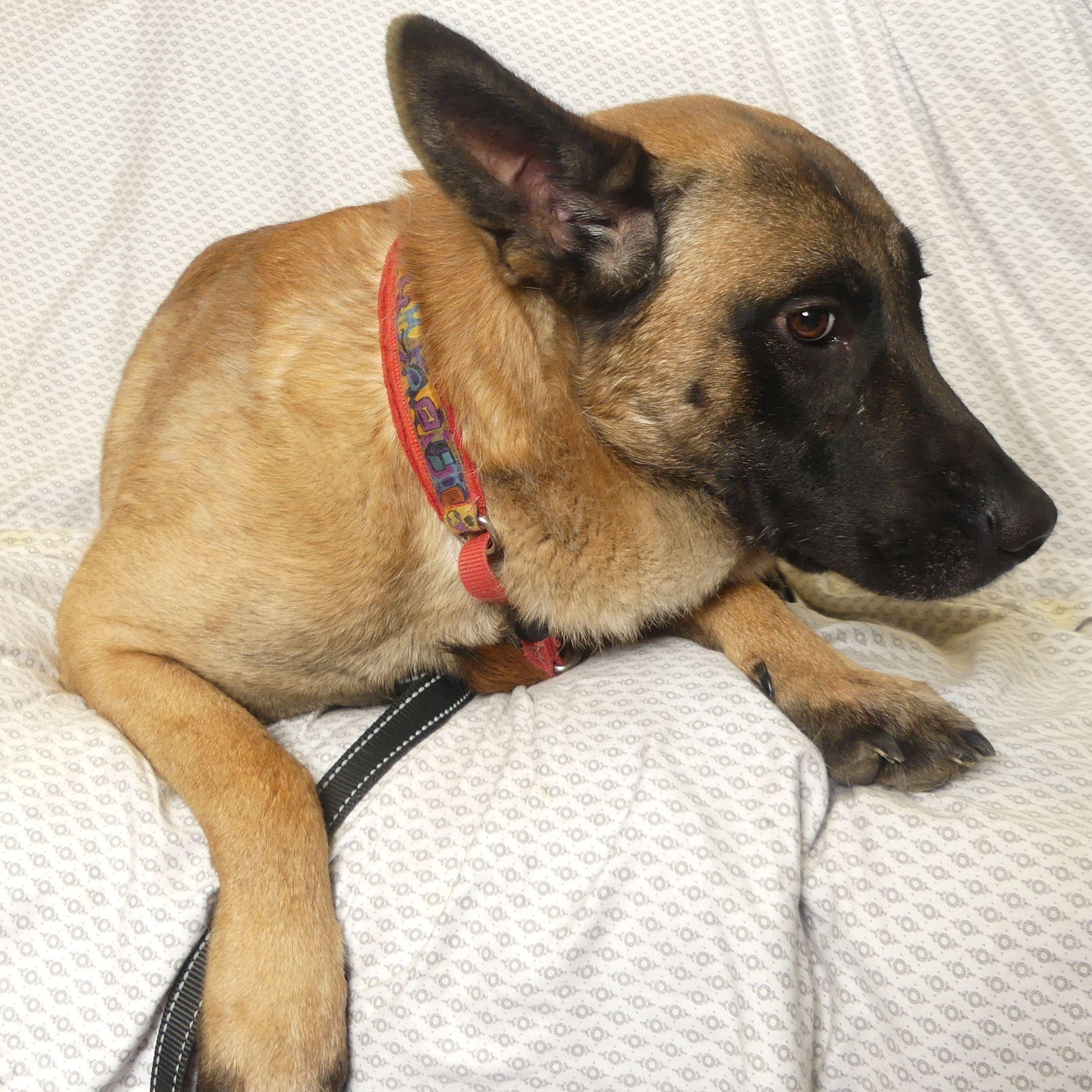 Enlarge RIVER, a Adoptable mixed breed in Ukiah, CA image 5/5