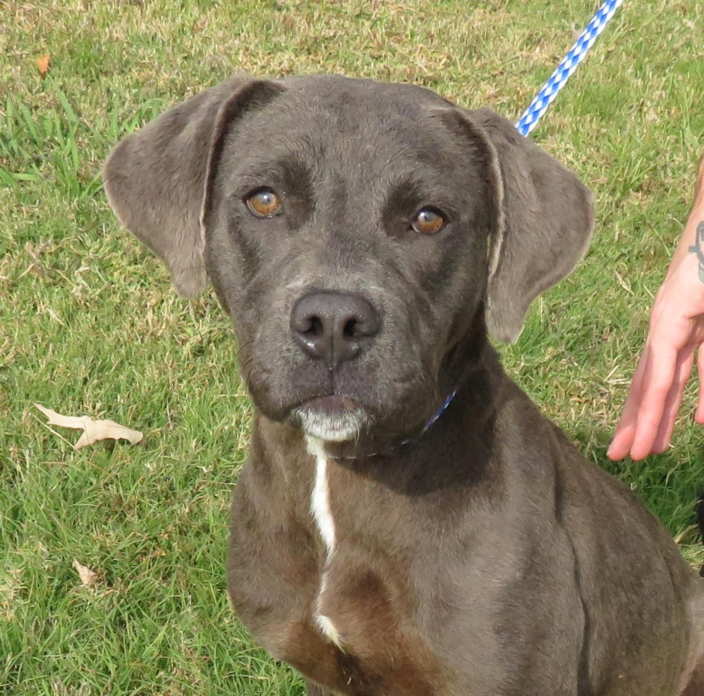 Willow, a Adoptable mixed breed in Nesbit, MS image 1/3