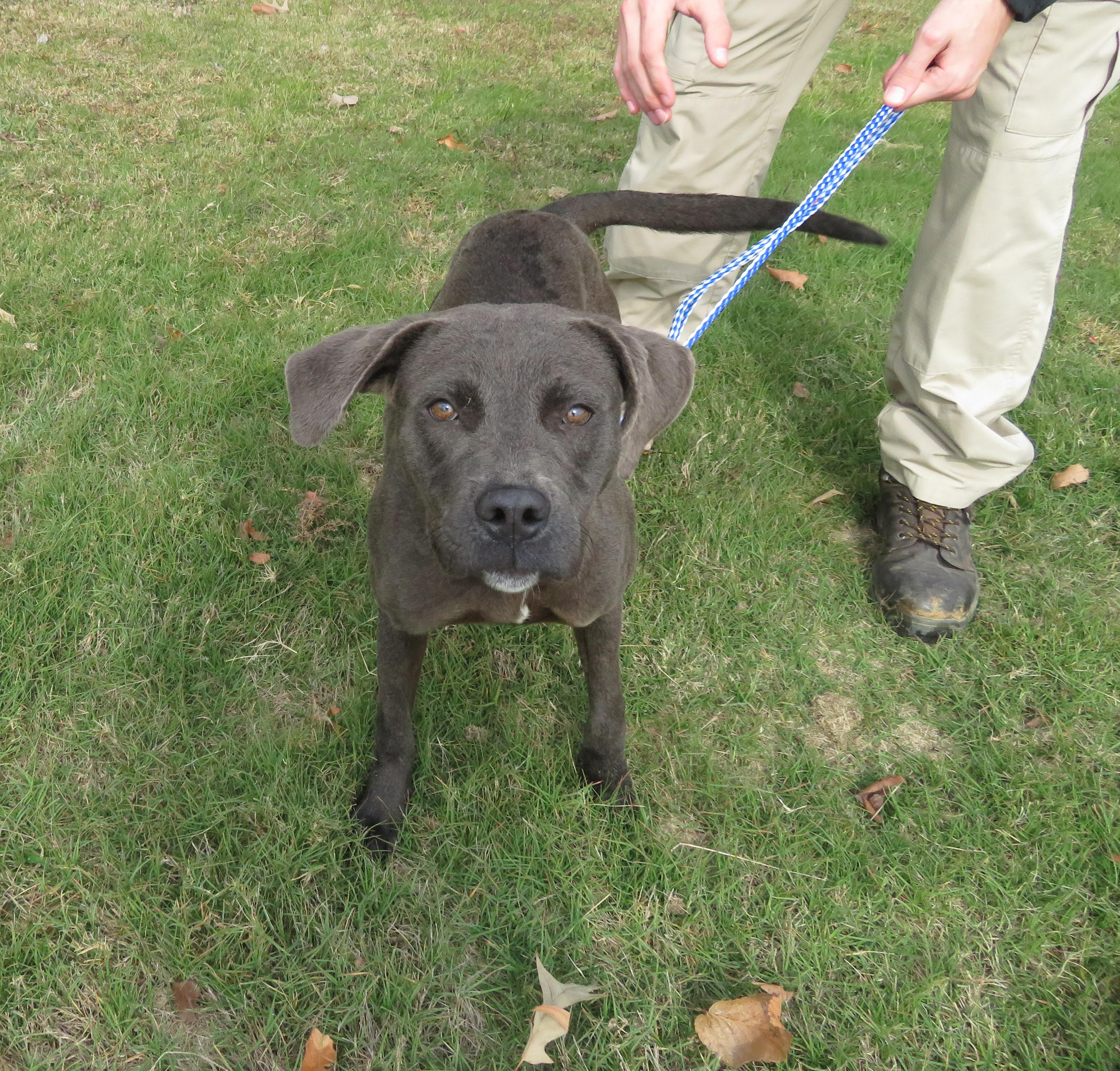 Willow, a Adoptable mixed breed in Nesbit, MS image 2/3