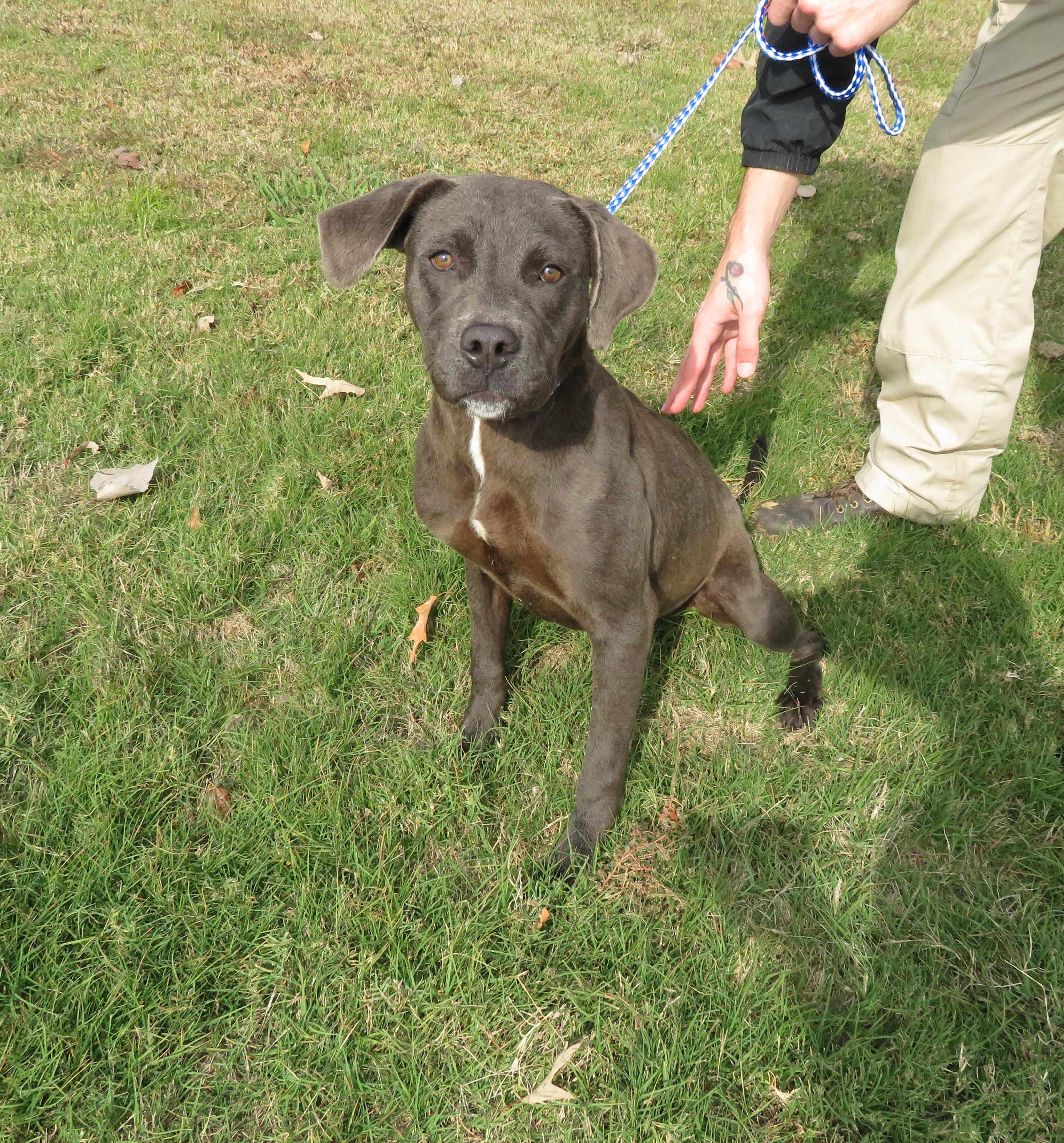 Willow, a Adoptable mixed breed in Nesbit, MS image 3/3