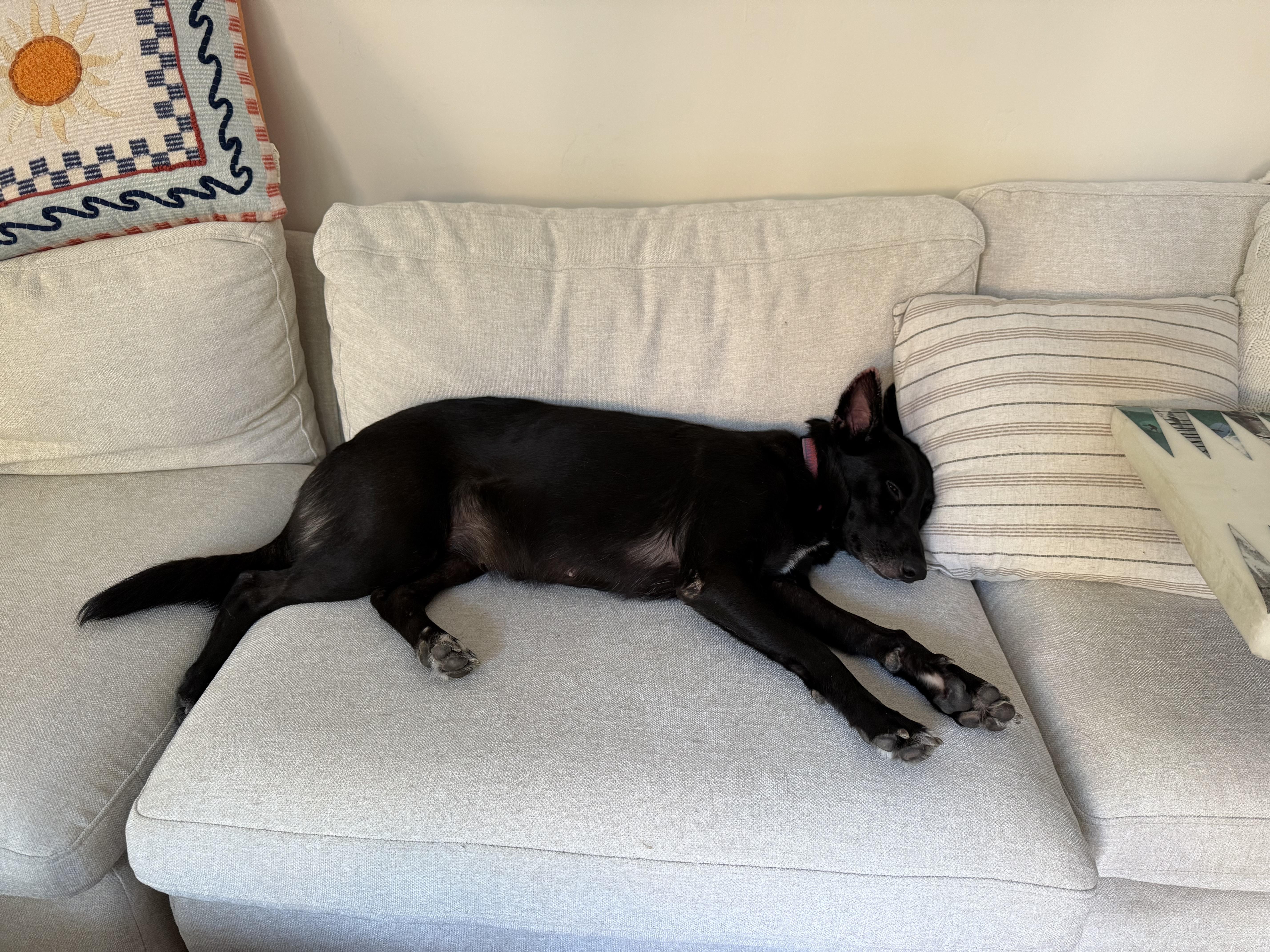 Geena, a Adoptable mixed breed in San Diego, CA image 1/5