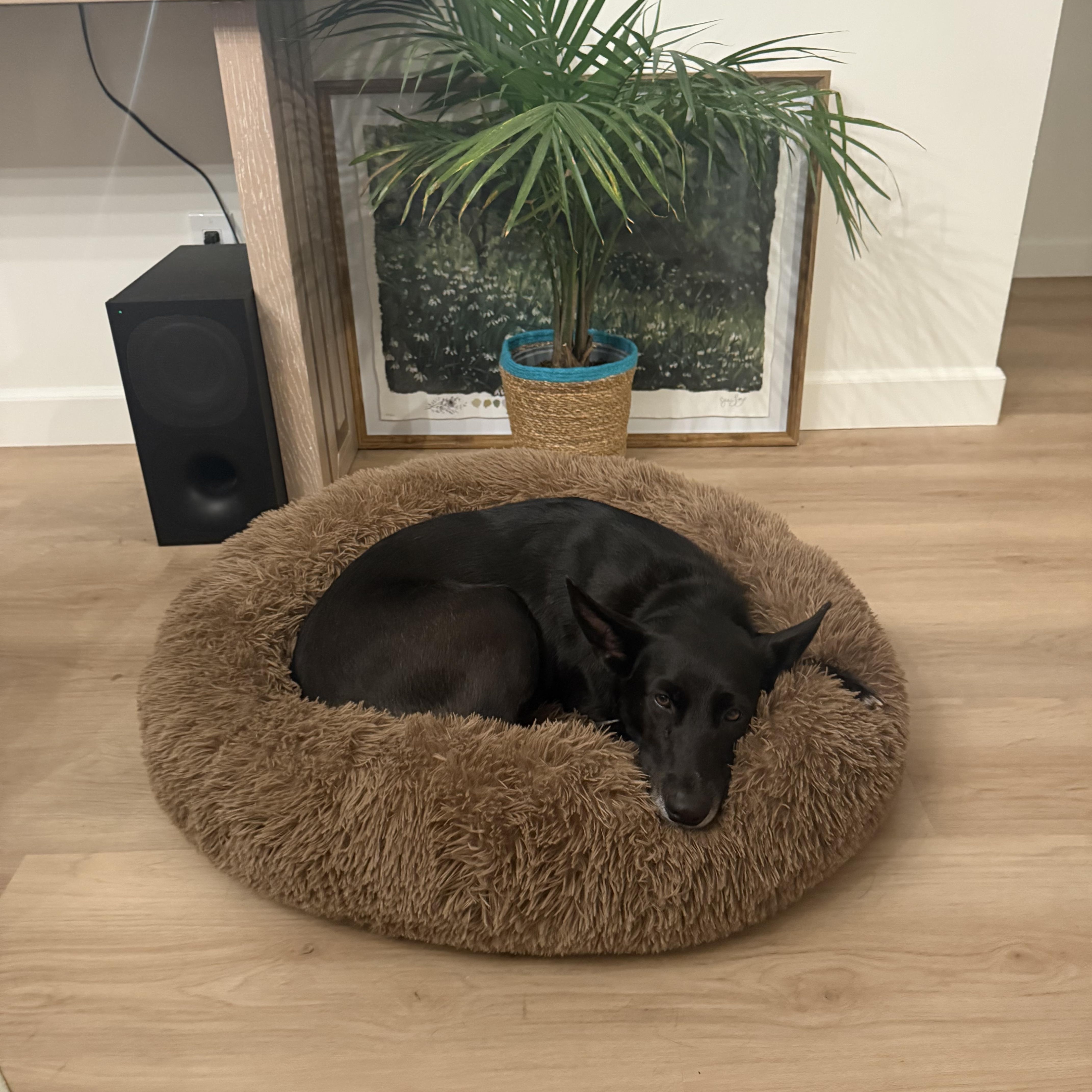 Geena, a Adoptable mixed breed in San Diego, CA image 2/5