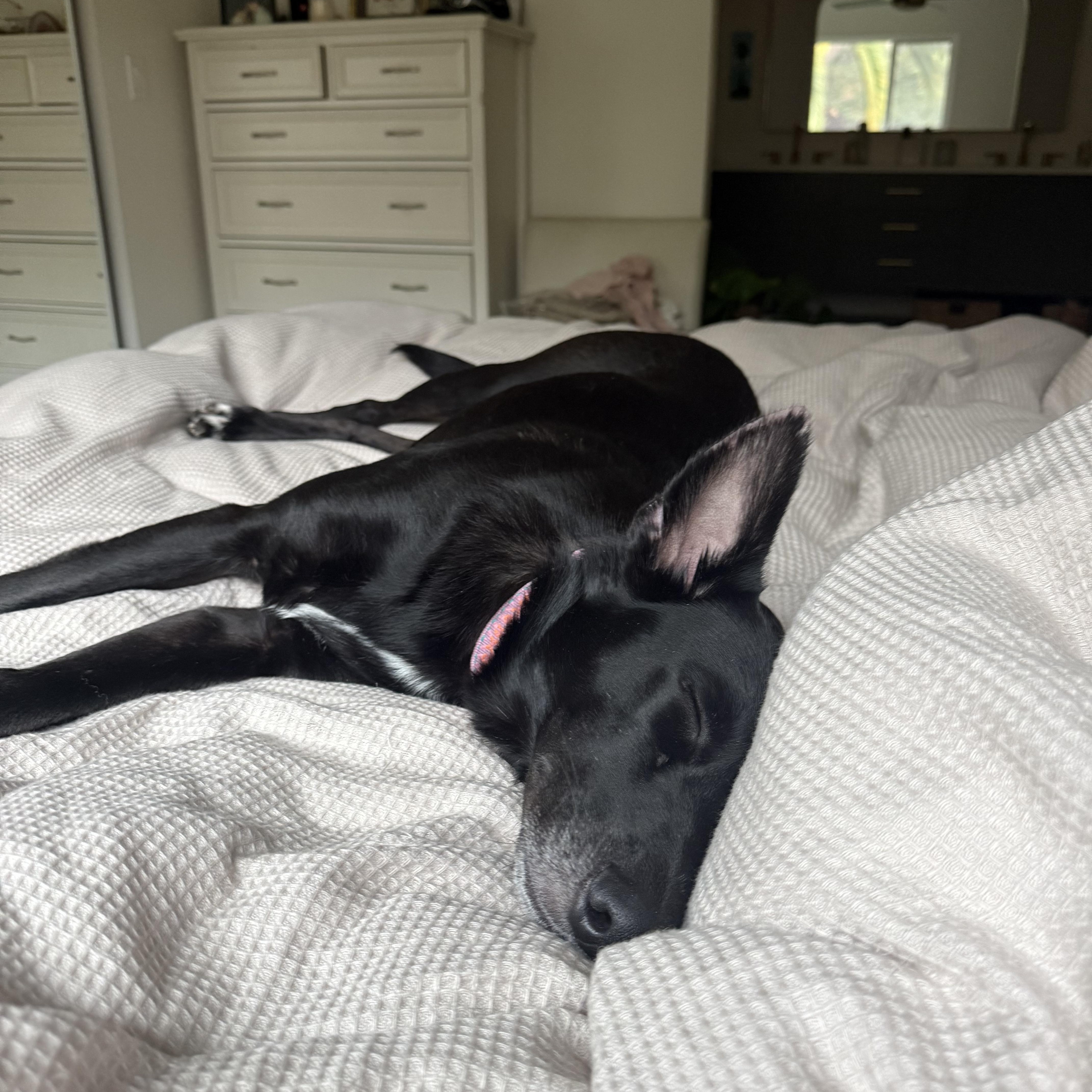 Geena, a Adoptable mixed breed in San Diego, CA image 3/5