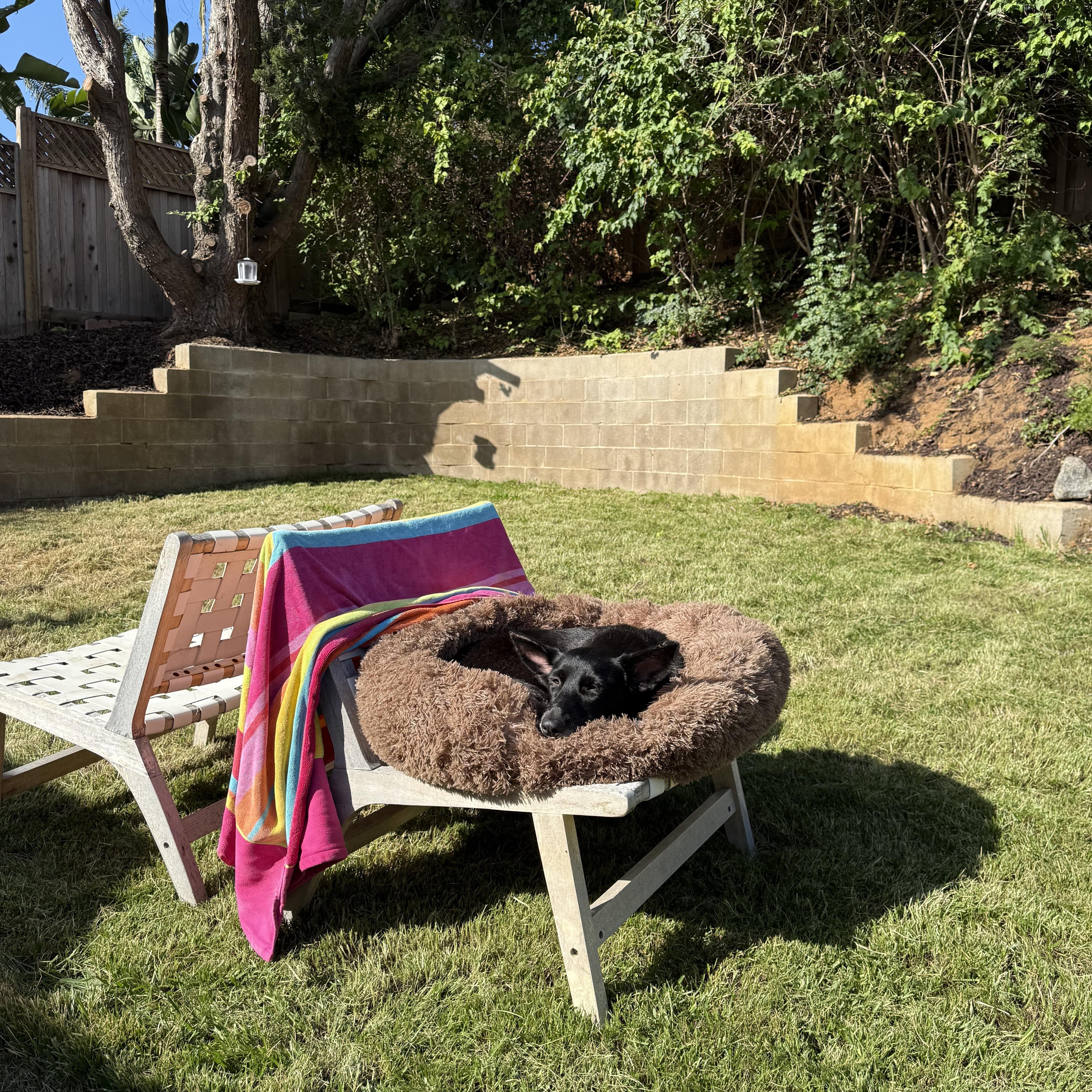 Geena, a Adoptable mixed breed in San Diego, CA image 4/5