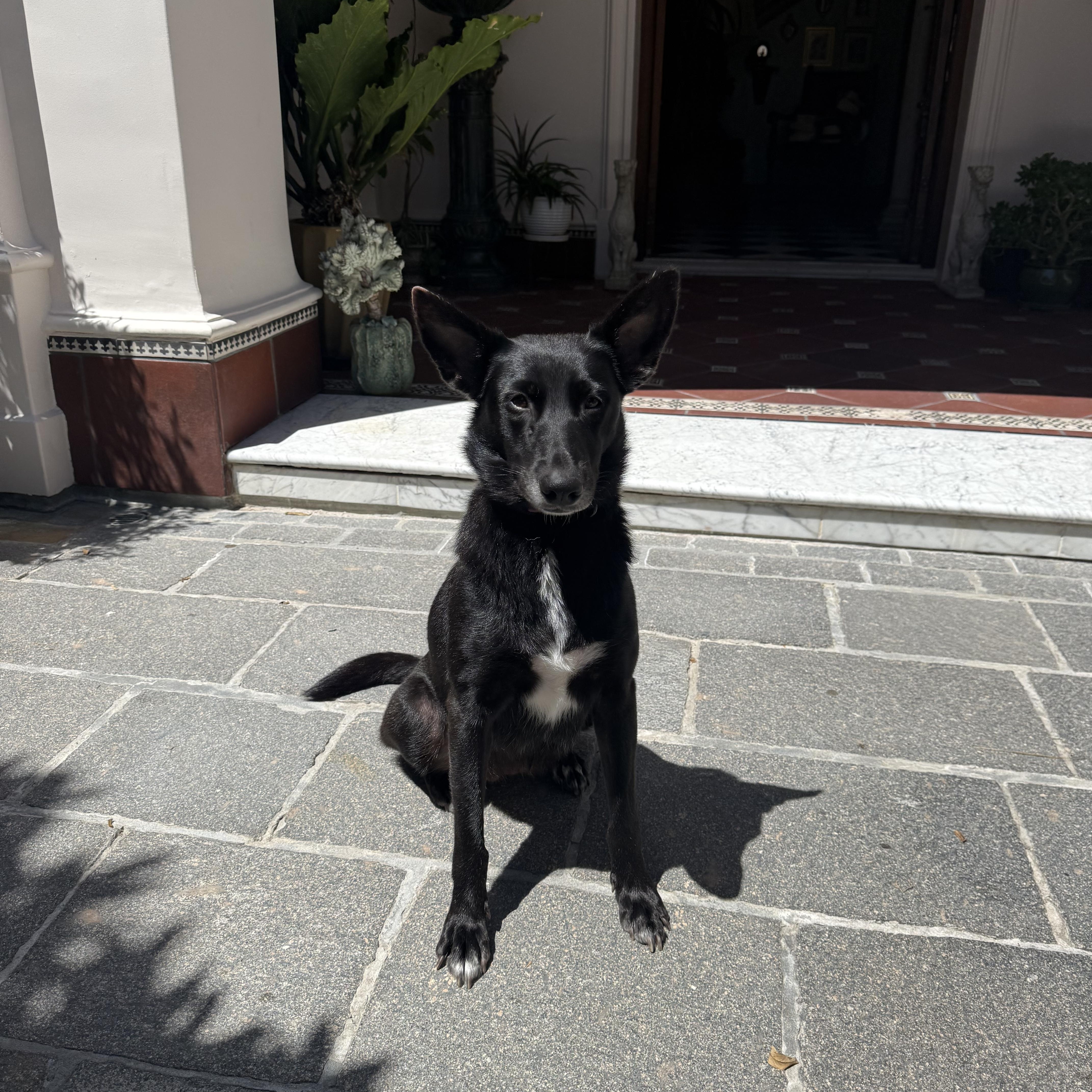 Geena, Adoptable, Adult Female German Shepherd Dog & Mixed Breed.