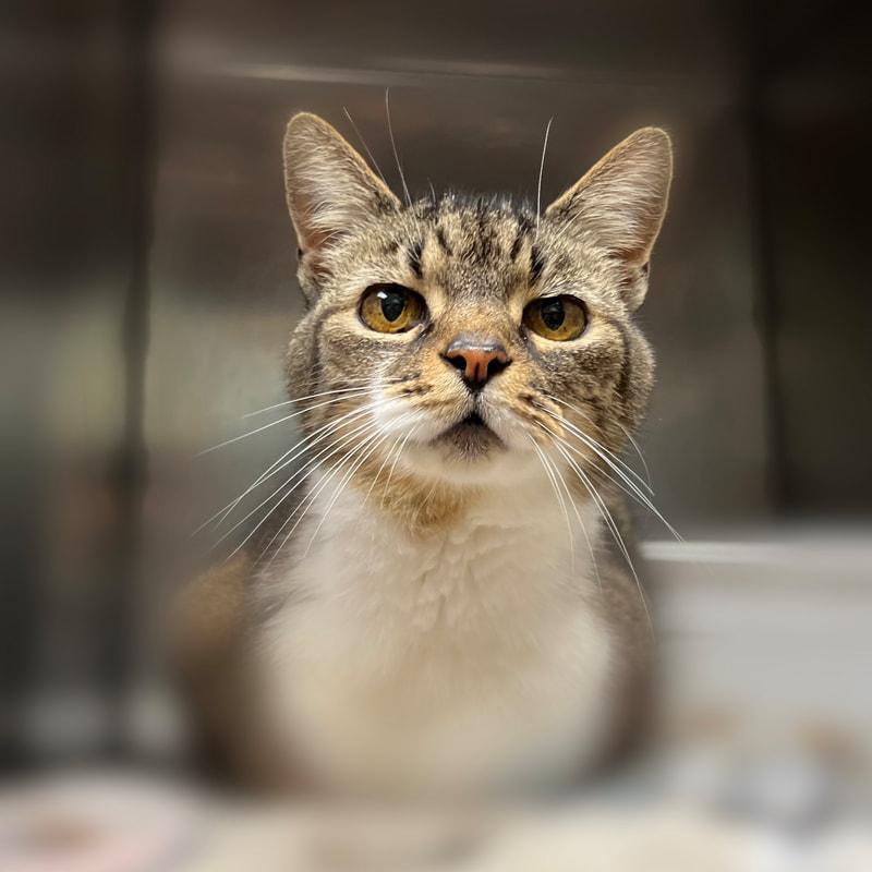 Bitsy, ADOPTABLE, Senior Female Domestic Short Hair.