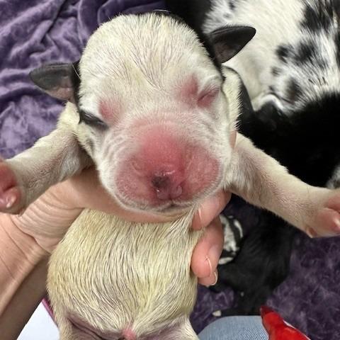 Java-Bean, Adoptable, Puppy Female Catahoula Leopard Dog.
