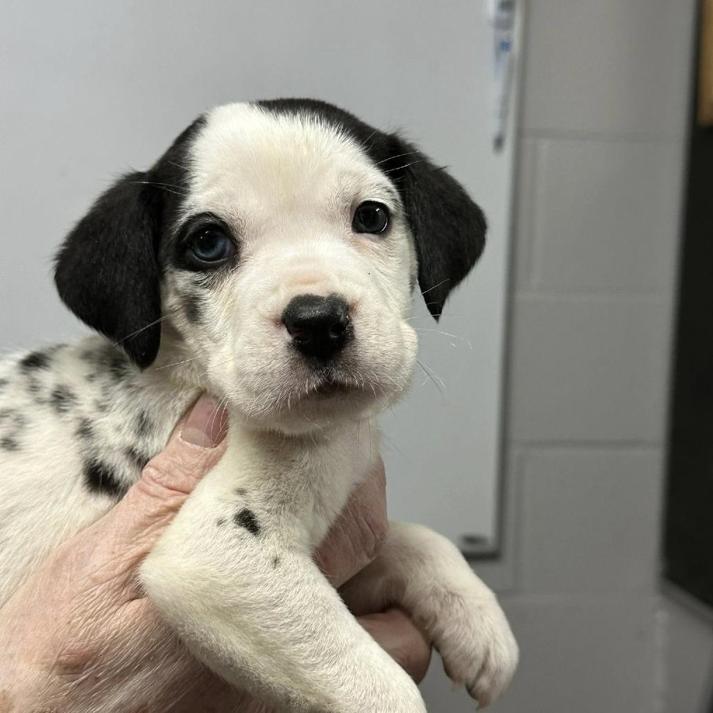 Enlarge Java-Bean, a Adoptable Catahoula Leopard Dog in Coos Bay, OR image 2/2