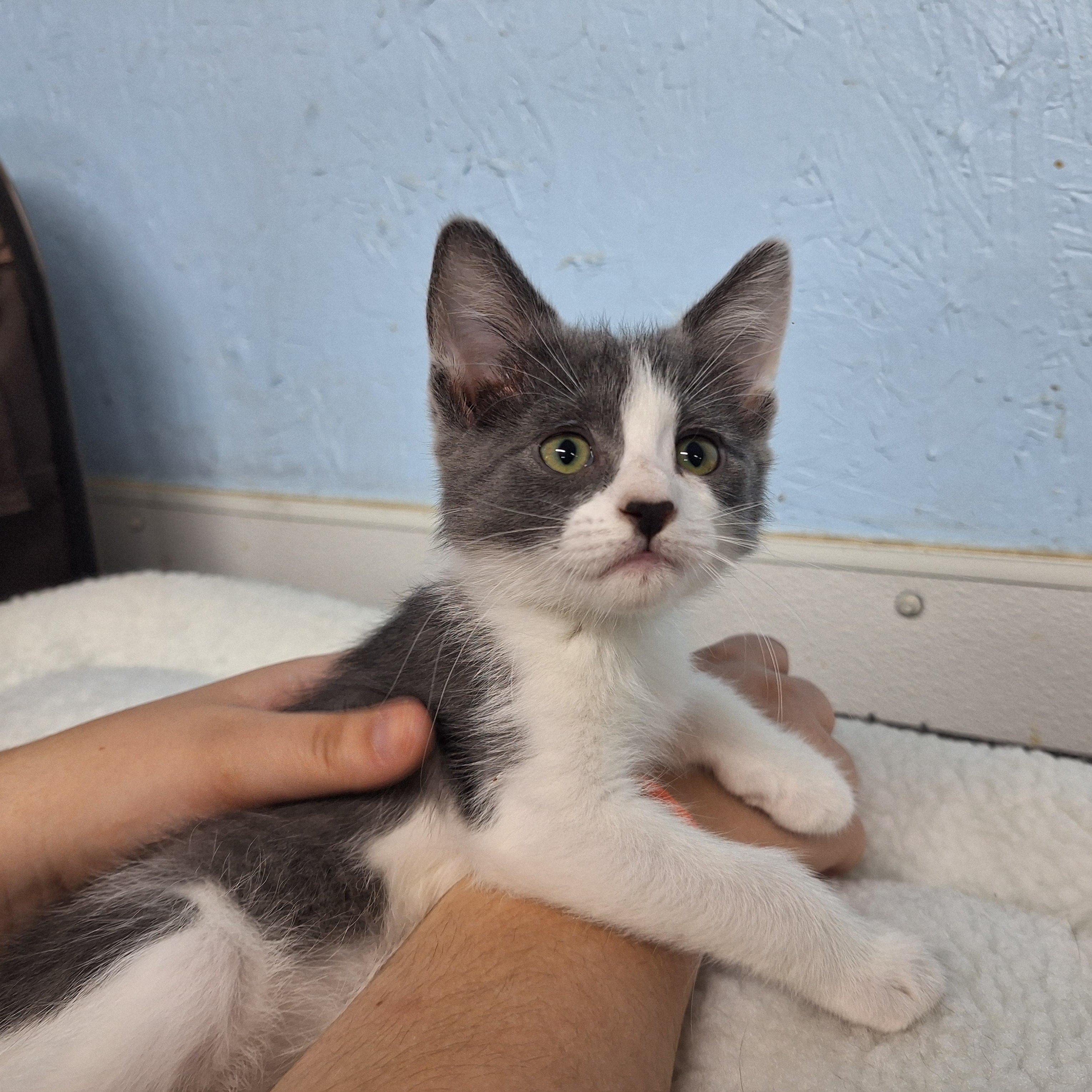 Ringo, ADOPTABLE, Kitten Female Domestic Short Hair.