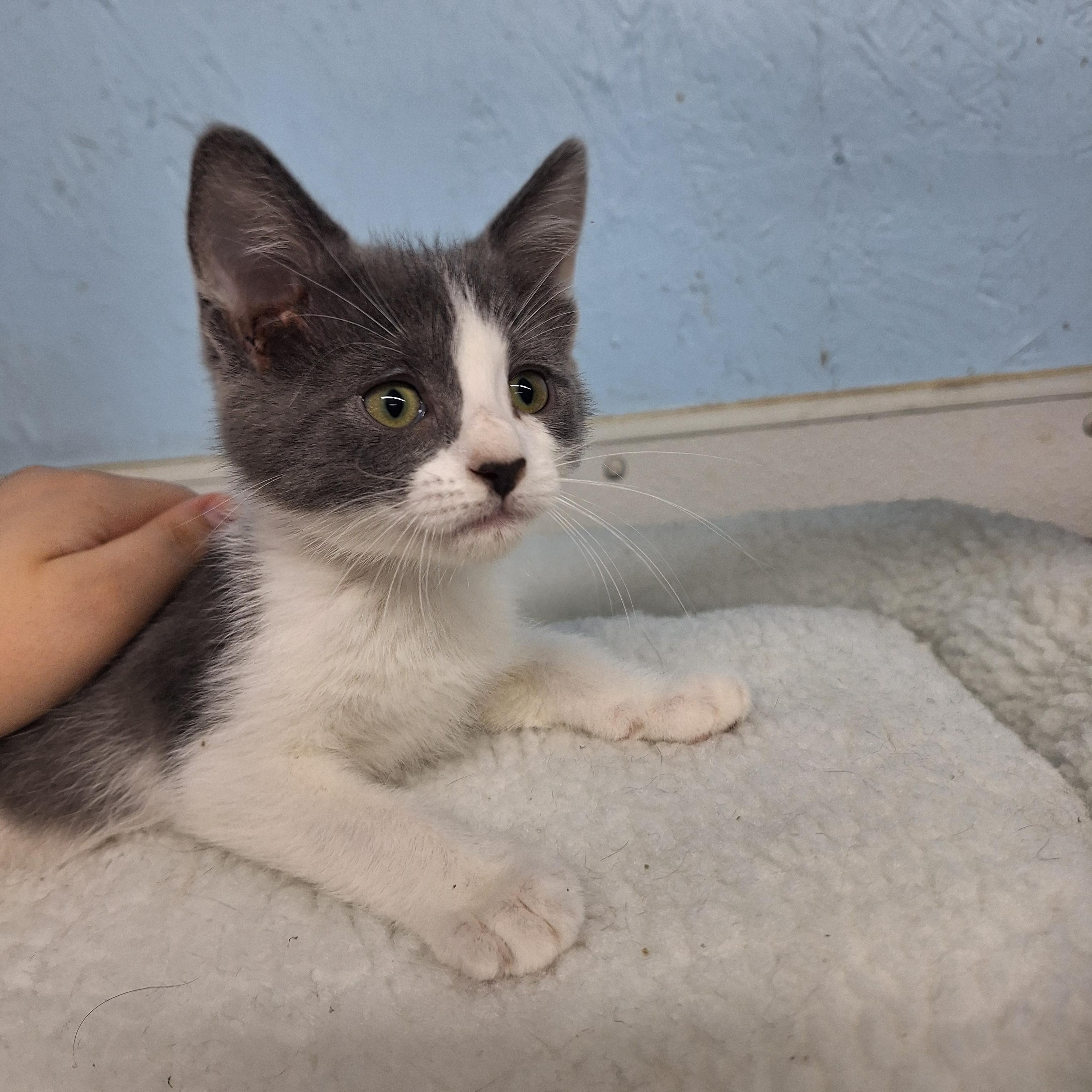 Enlarge Ringo, a ADOPTABLE Domestic Short Hair in Clarinda, IA image 4/4