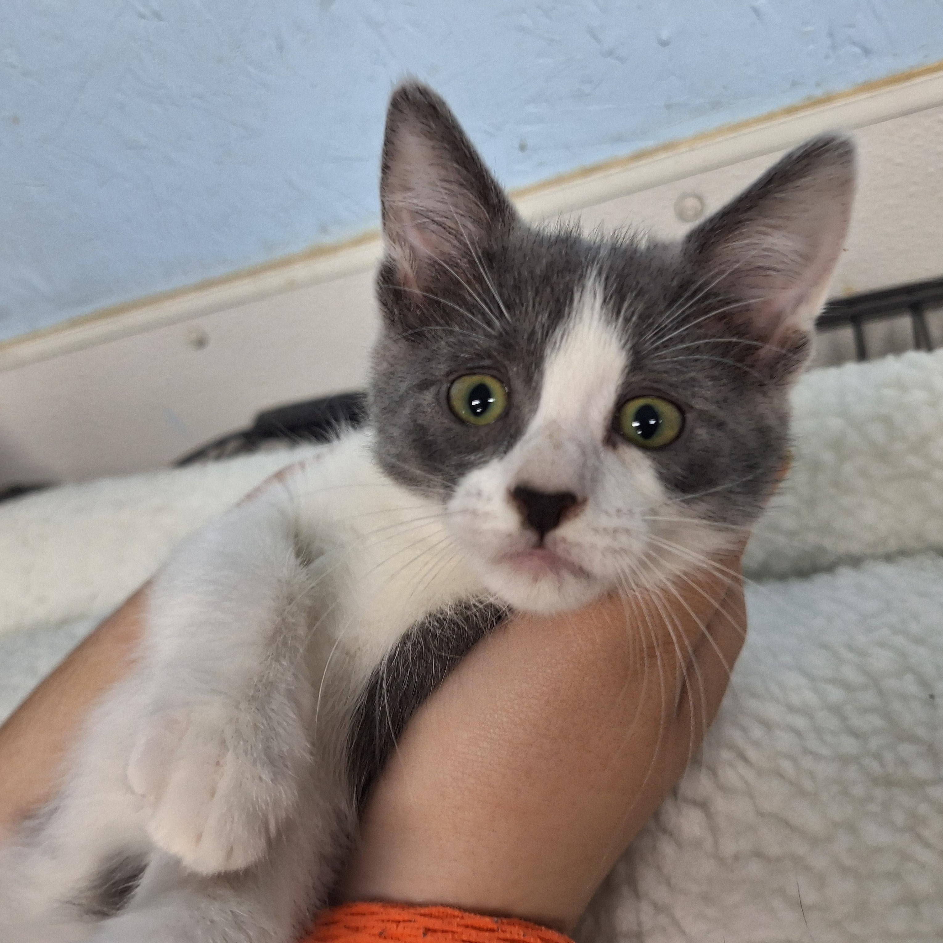 Enlarge Ringo, a ADOPTABLE Domestic Short Hair in Clarinda, IA image 2/4