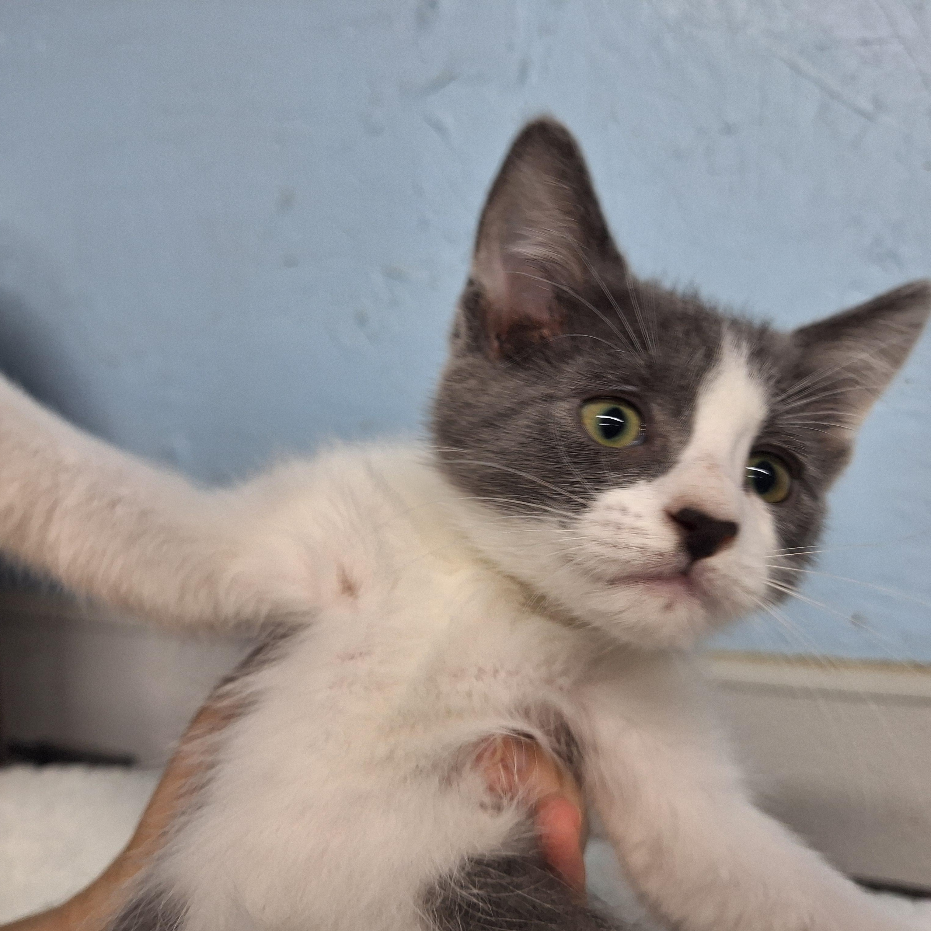 Enlarge Ringo, a ADOPTABLE Domestic Short Hair in Clarinda, IA image 3/4
