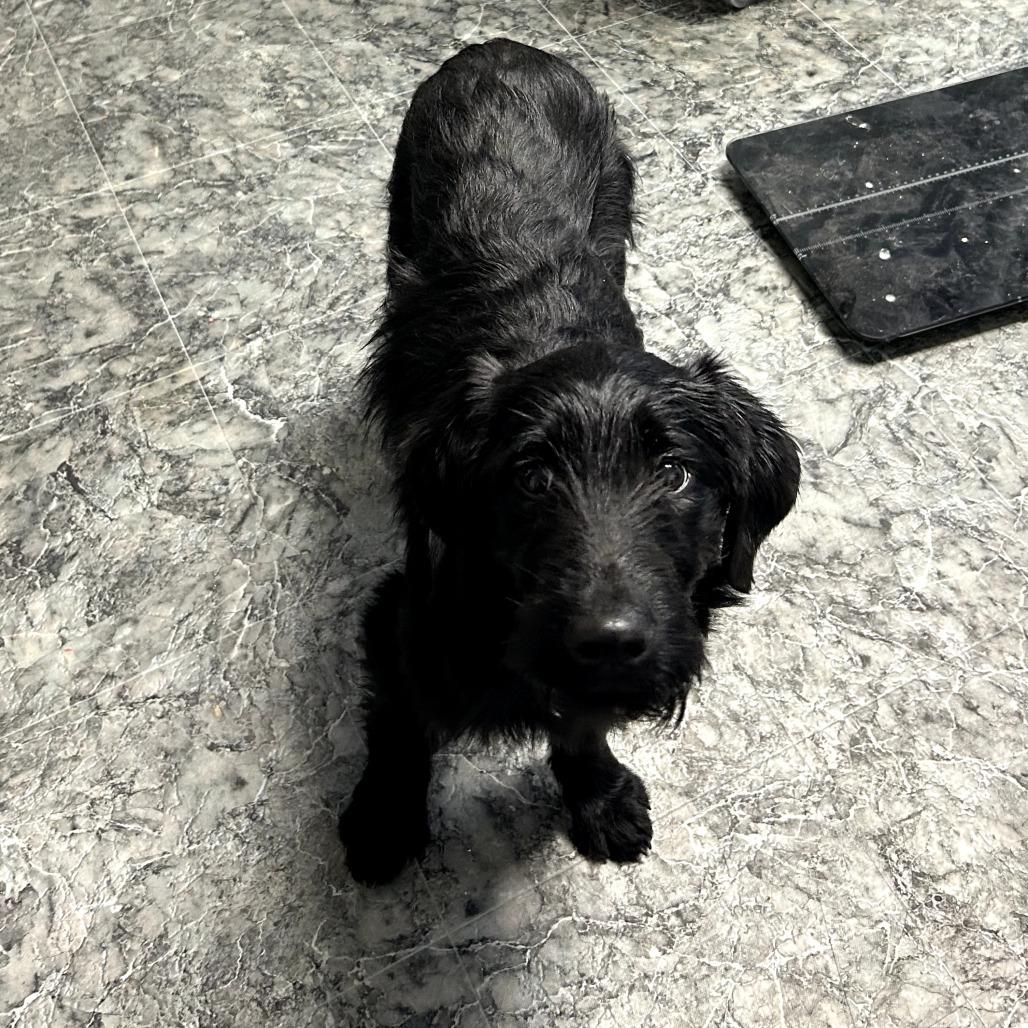 Zarina, Adoptable, Young Female Wirehaired Terrier & Mixed Breed.