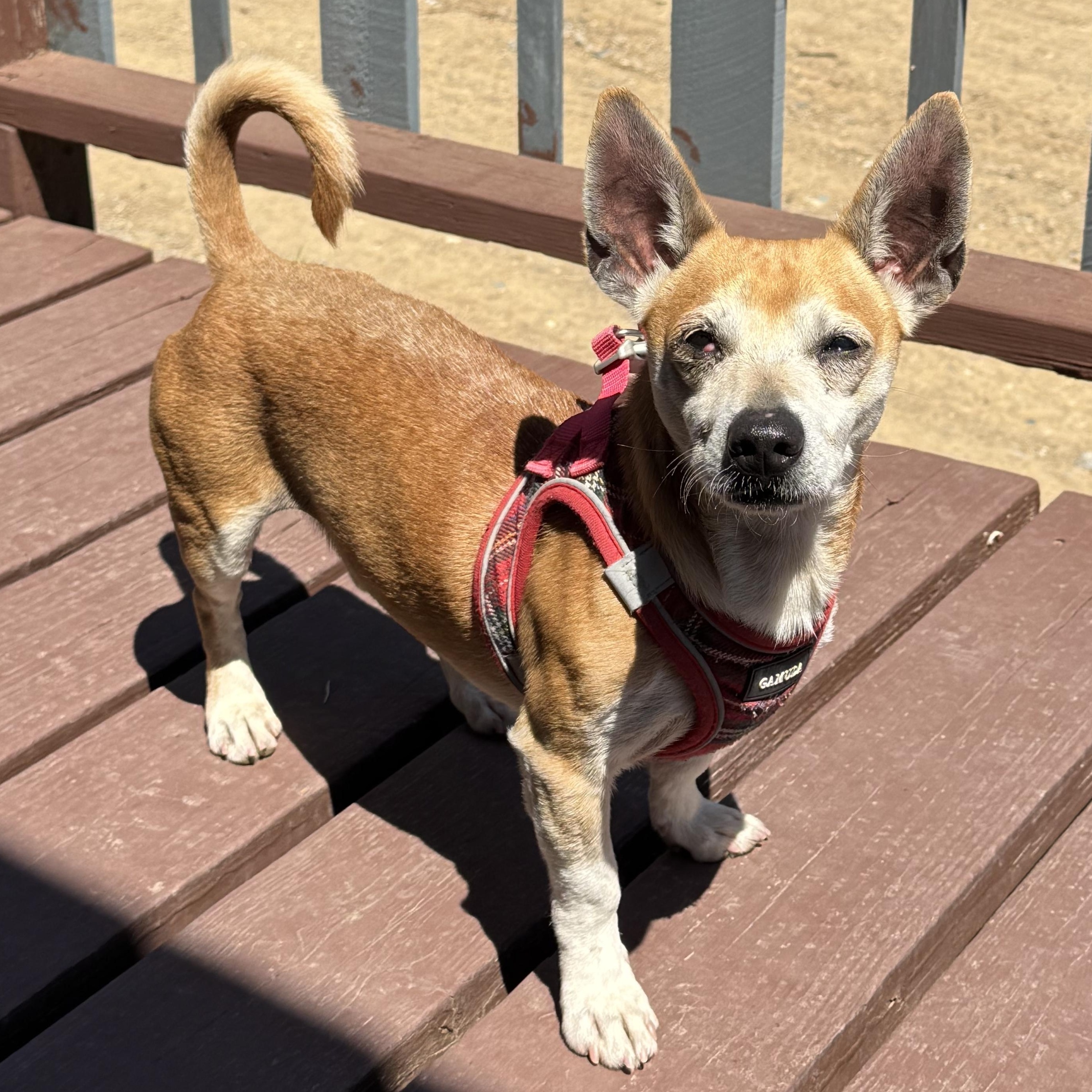 Enlarge Mr. Handsome Chico, a ADOPTABLE mixed breed in Ridgefield, WA image 3/5