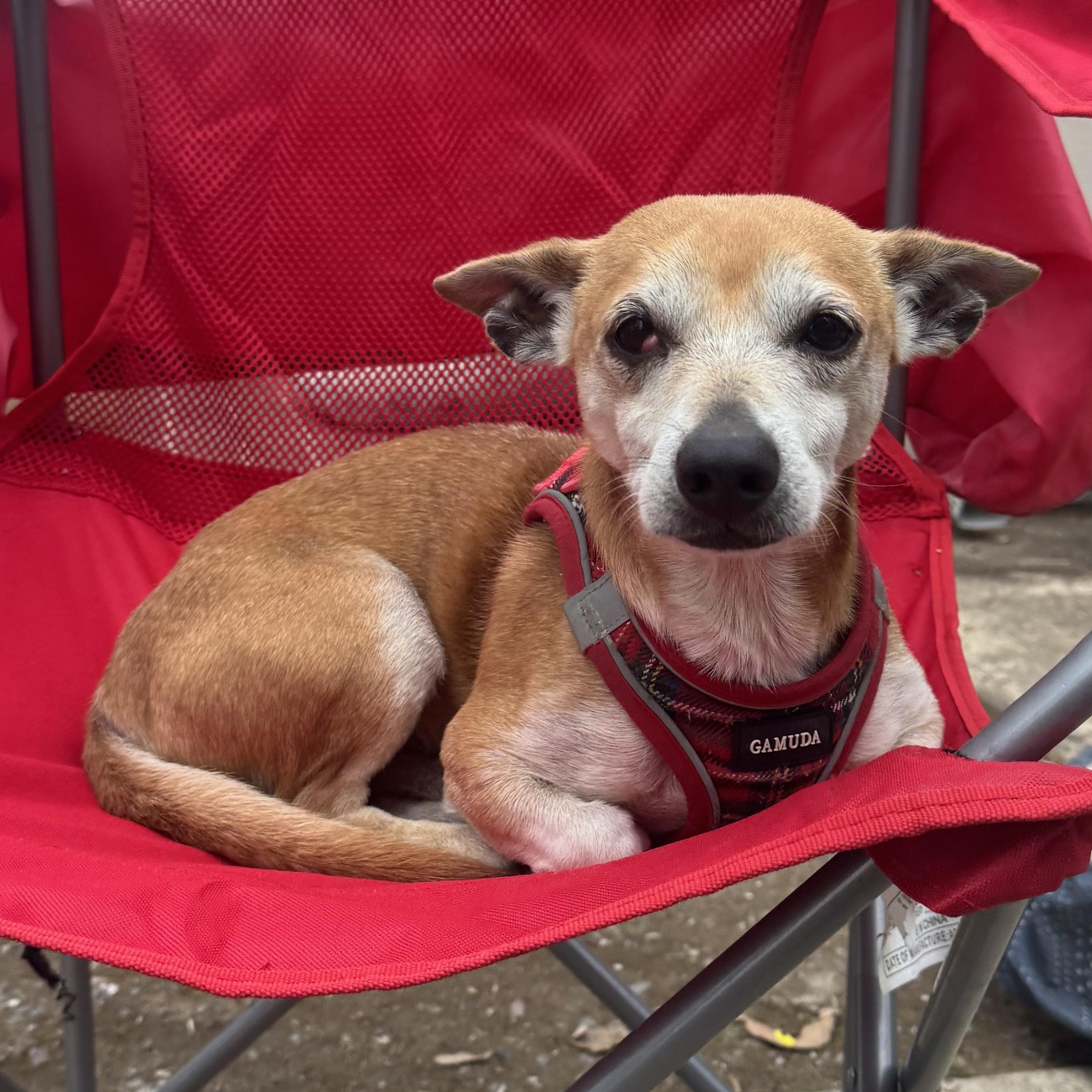 Enlarge Mr. Handsome Chico, a ADOPTABLE mixed breed in Ridgefield, WA image 4/5