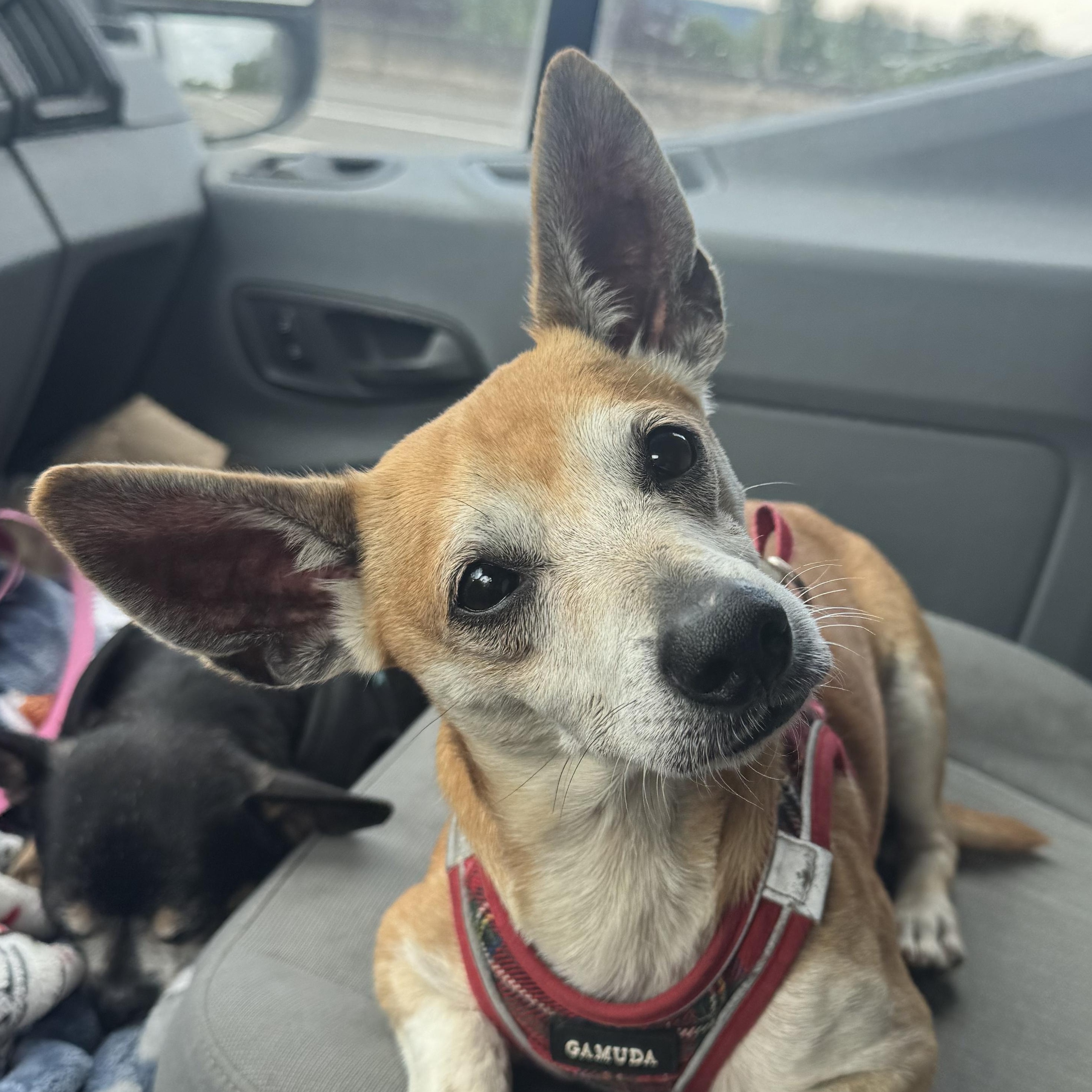 Enlarge Mr. Handsome Chico, a ADOPTABLE mixed breed in Ridgefield, WA image 1/5