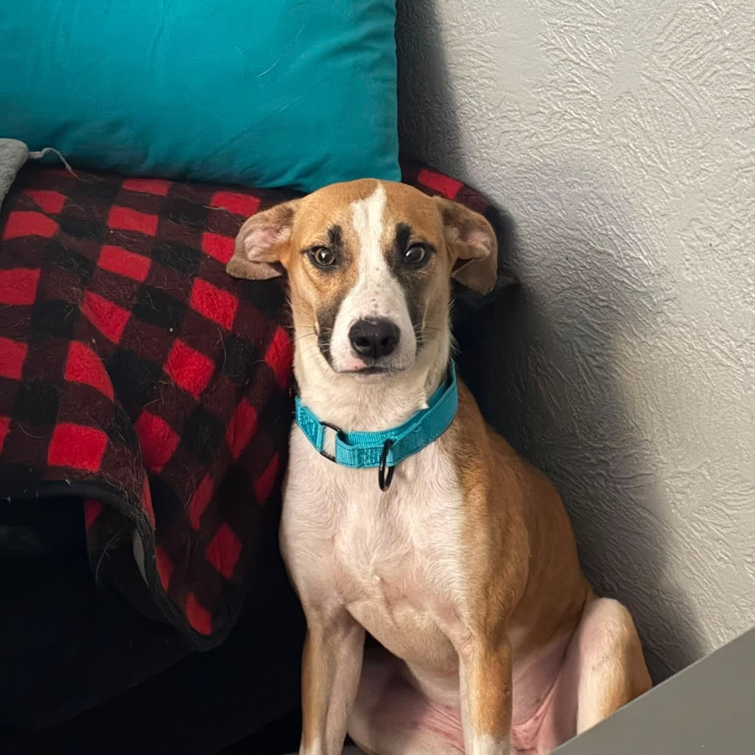 Enlarge Libby, an adopted Mixed Breed in East Peoria, IL image 4/4