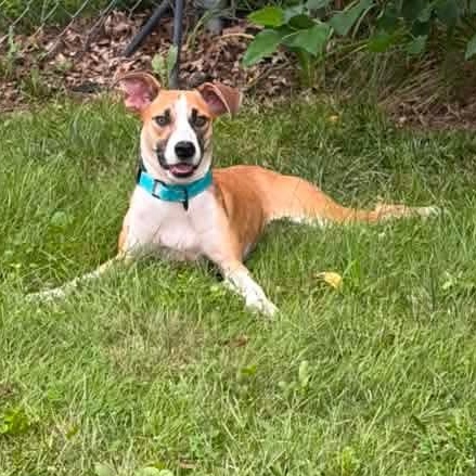 Enlarge Libby, an adopted Mixed Breed in East Peoria, IL image 3/4