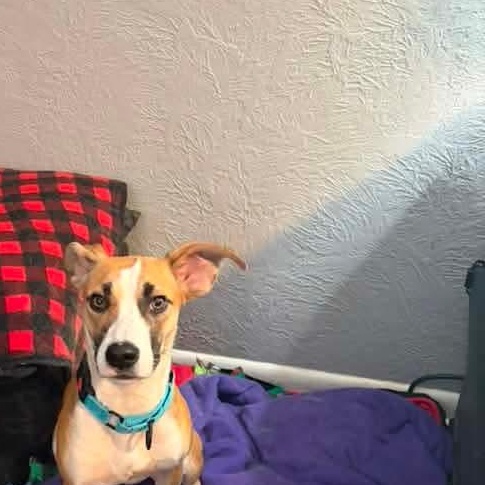 Enlarge Libby, an adopted Mixed Breed in East Peoria, IL image 2/4