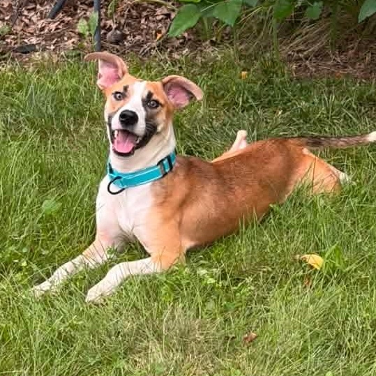 Libby, adopted, Young Female Mixed Breed.
