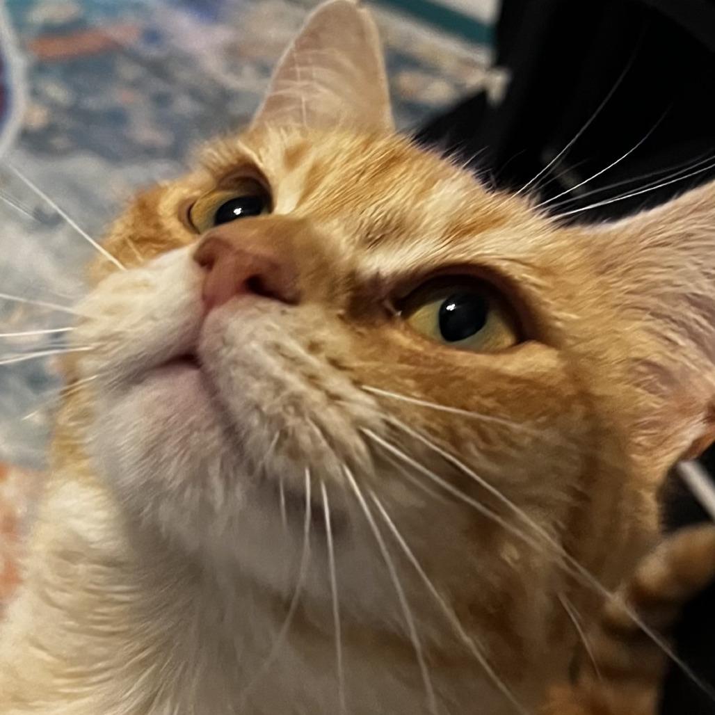 Freya, Adoptable, Adult Female Domestic Short Hair.