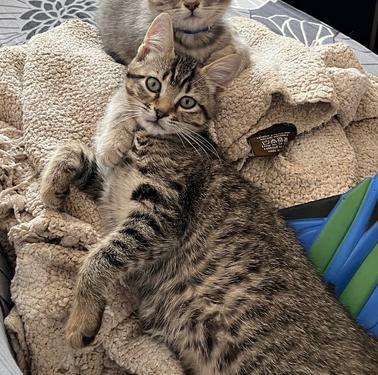 Violette, ADOPTABLE, Young Female Tabby.