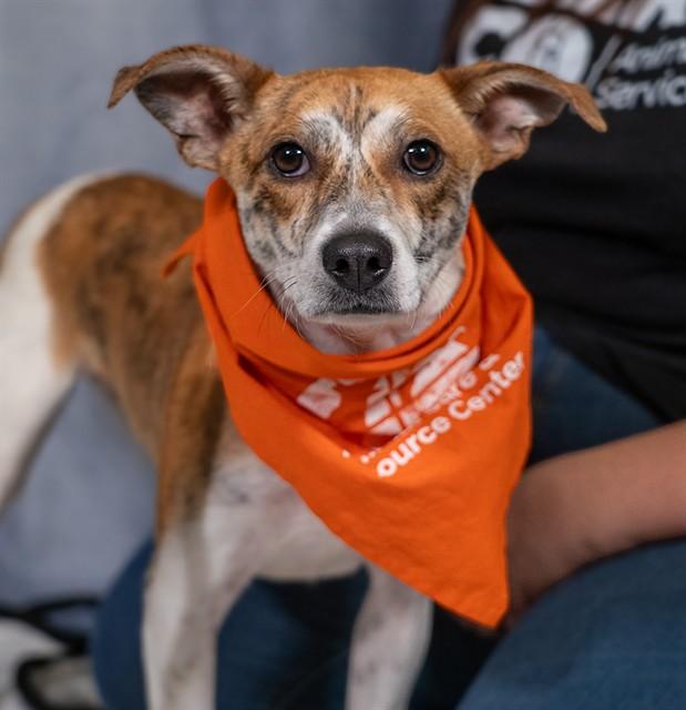 BAMBI, Adoptable, Young Female Parson Russell Terrier & Mixed Breed.