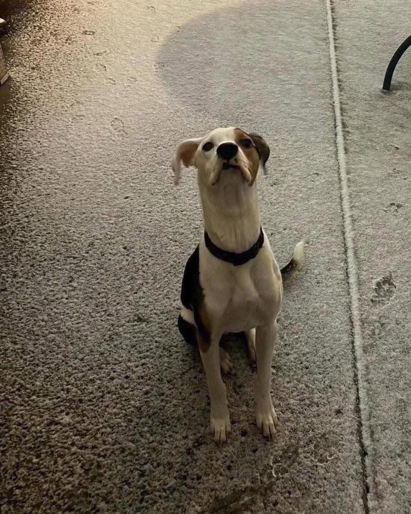 Tyson, Adoptable, Adult Male Treeing Walker Coonhound.