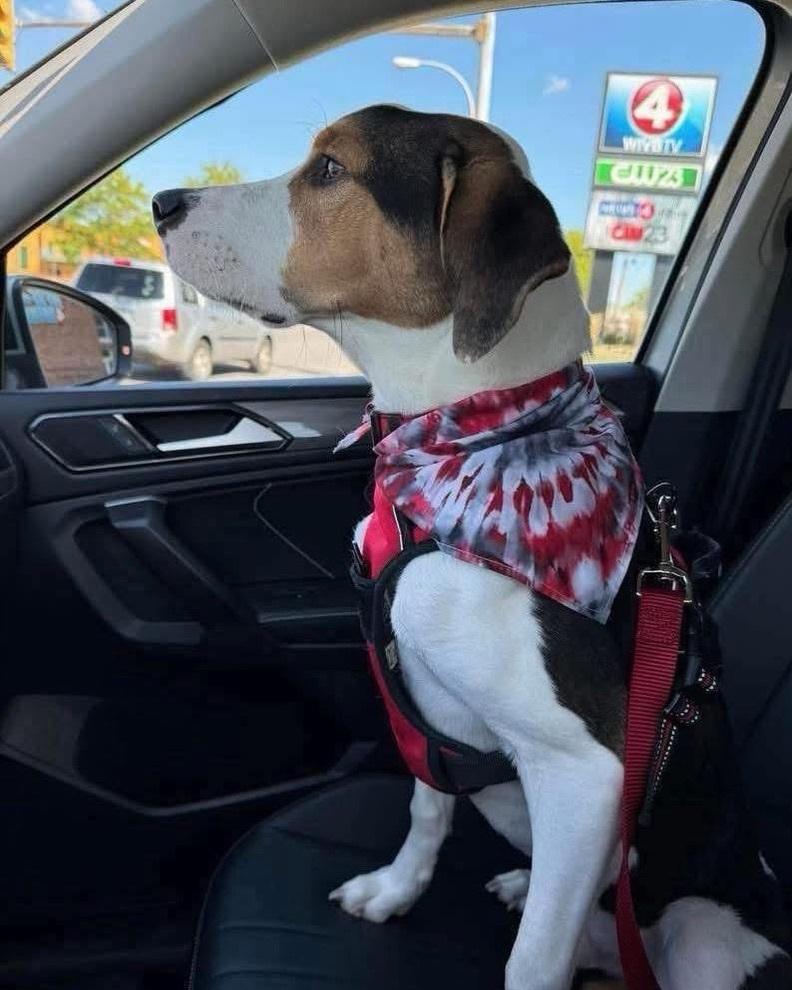 Enlarge Tyson, a Adoptable mixed breed in Amherst, NY image 4/6