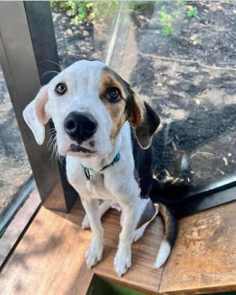 Enlarge Tyson, a Adoptable mixed breed in Amherst, NY image 5/6