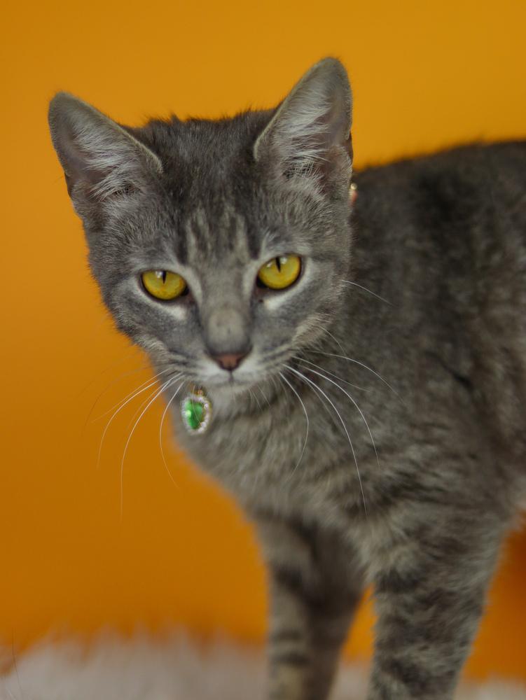 Velvet, Adoptable, Young Female Domestic Short Hair.