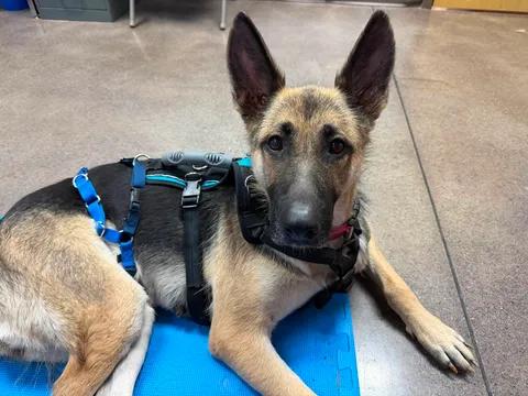 Enlarge Molly, an adopted German Shepherd Dog in Greeneville, TN image 3/5