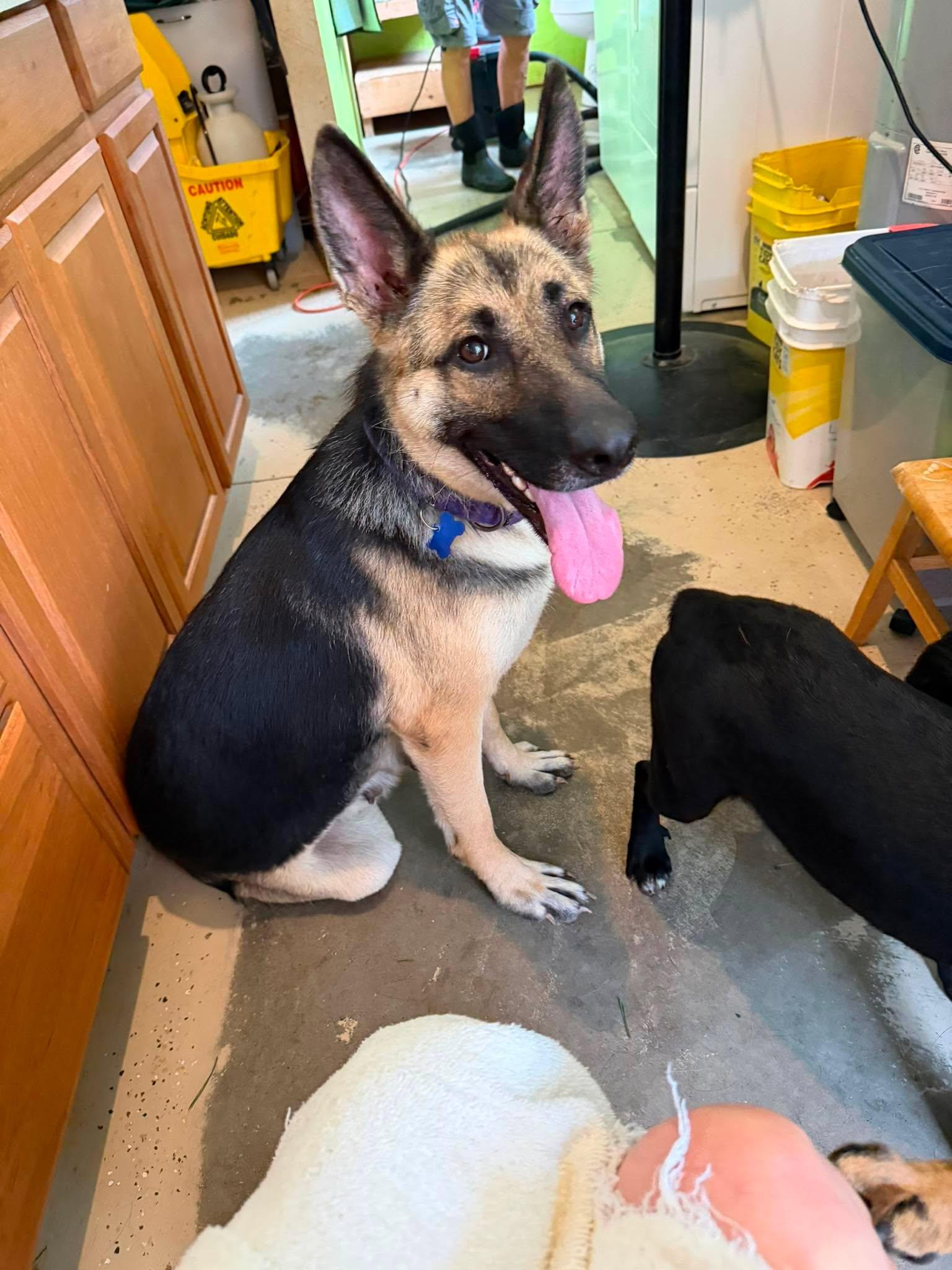 Enlarge Molly, an adopted German Shepherd Dog in Greeneville, TN image 2/5