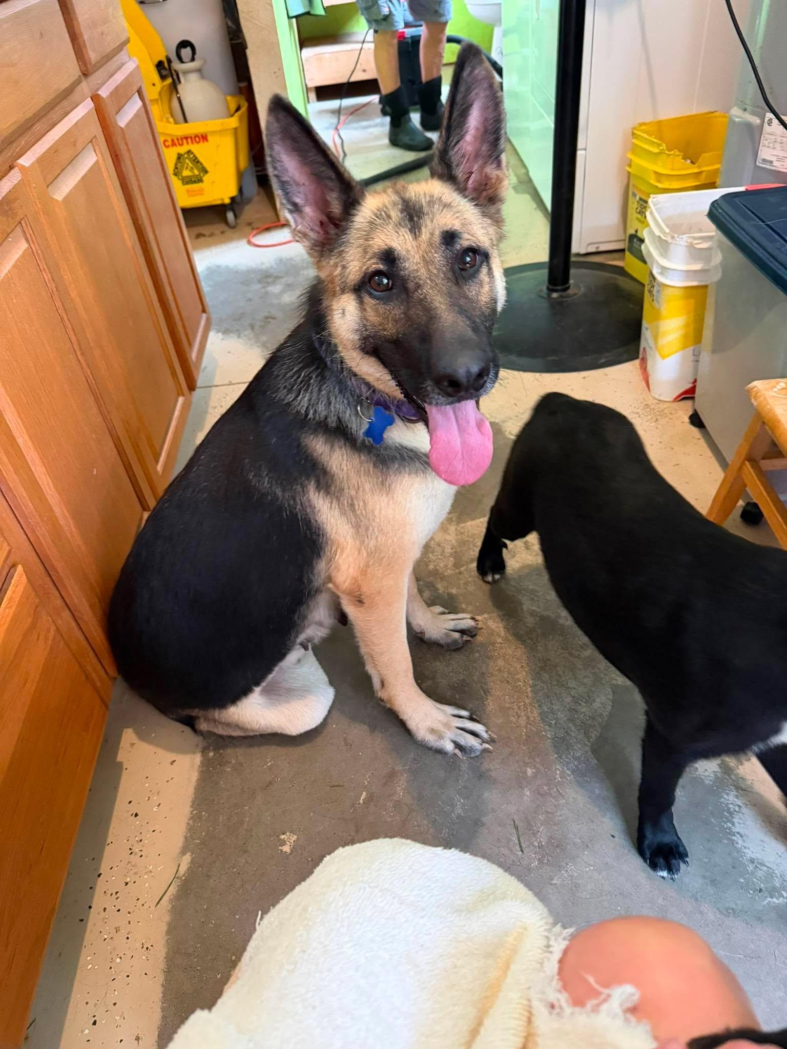 Enlarge Molly, an adopted German Shepherd Dog in Greeneville, TN image 4/5